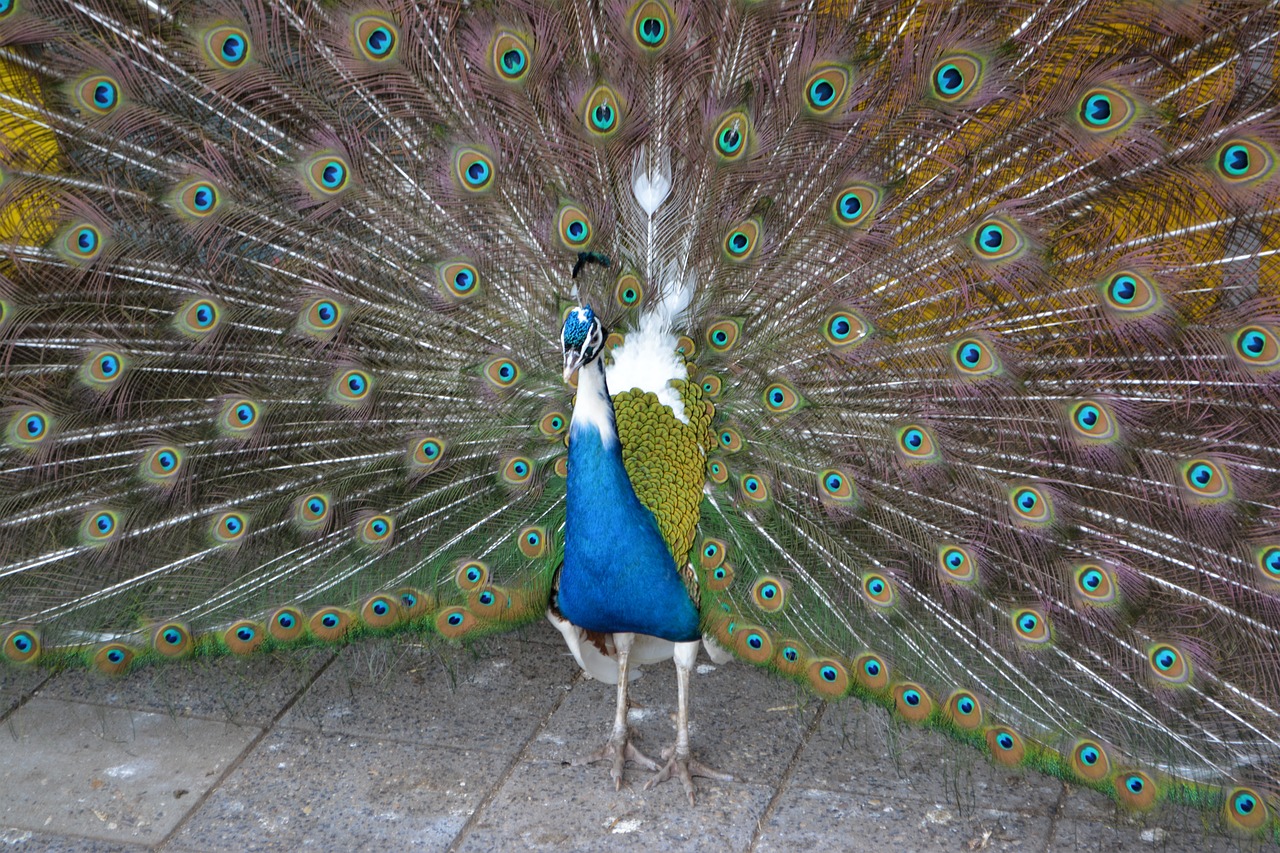 blue peacock  peacock  pride free photo