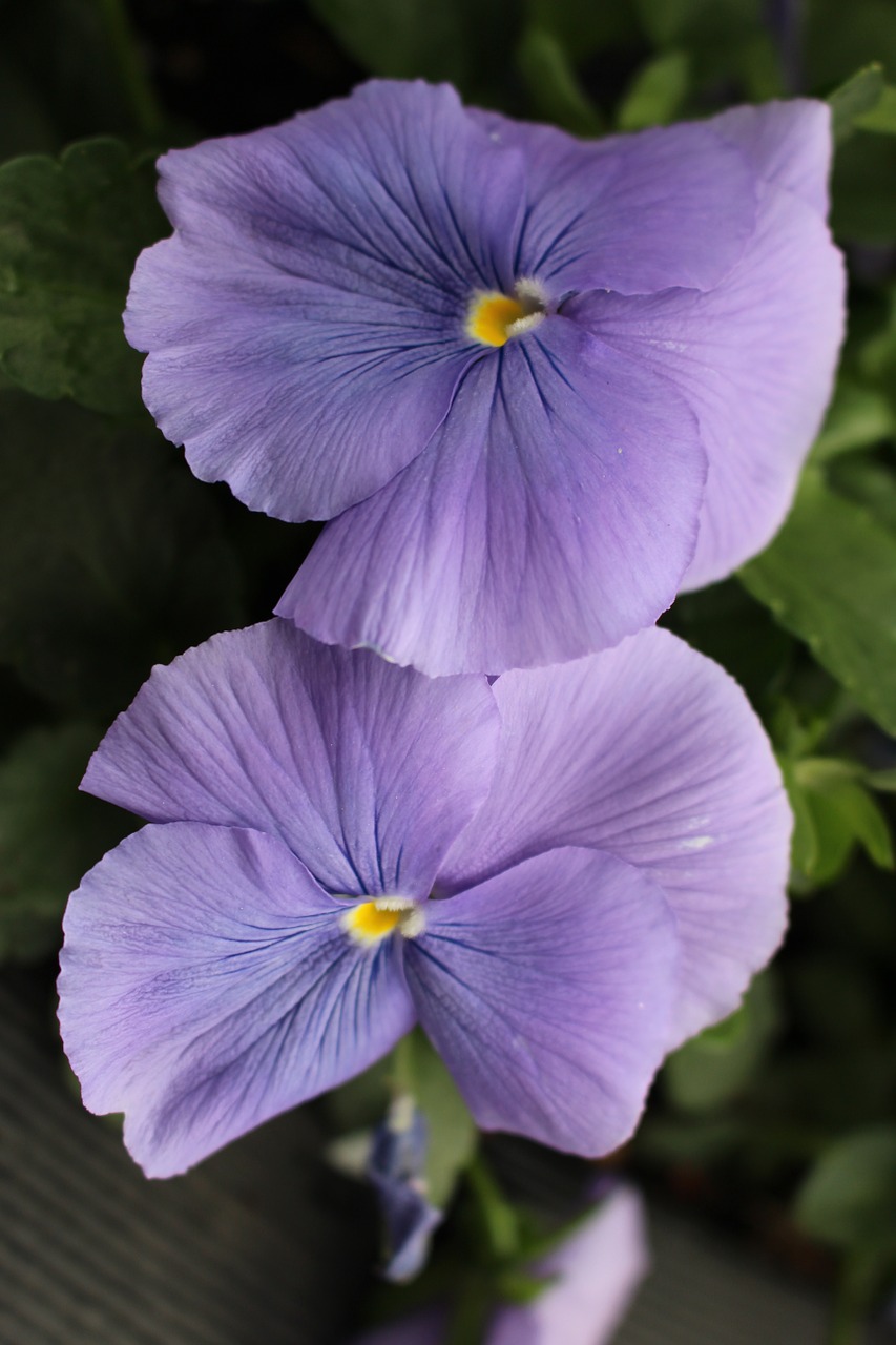 blue pency flower nature free photo