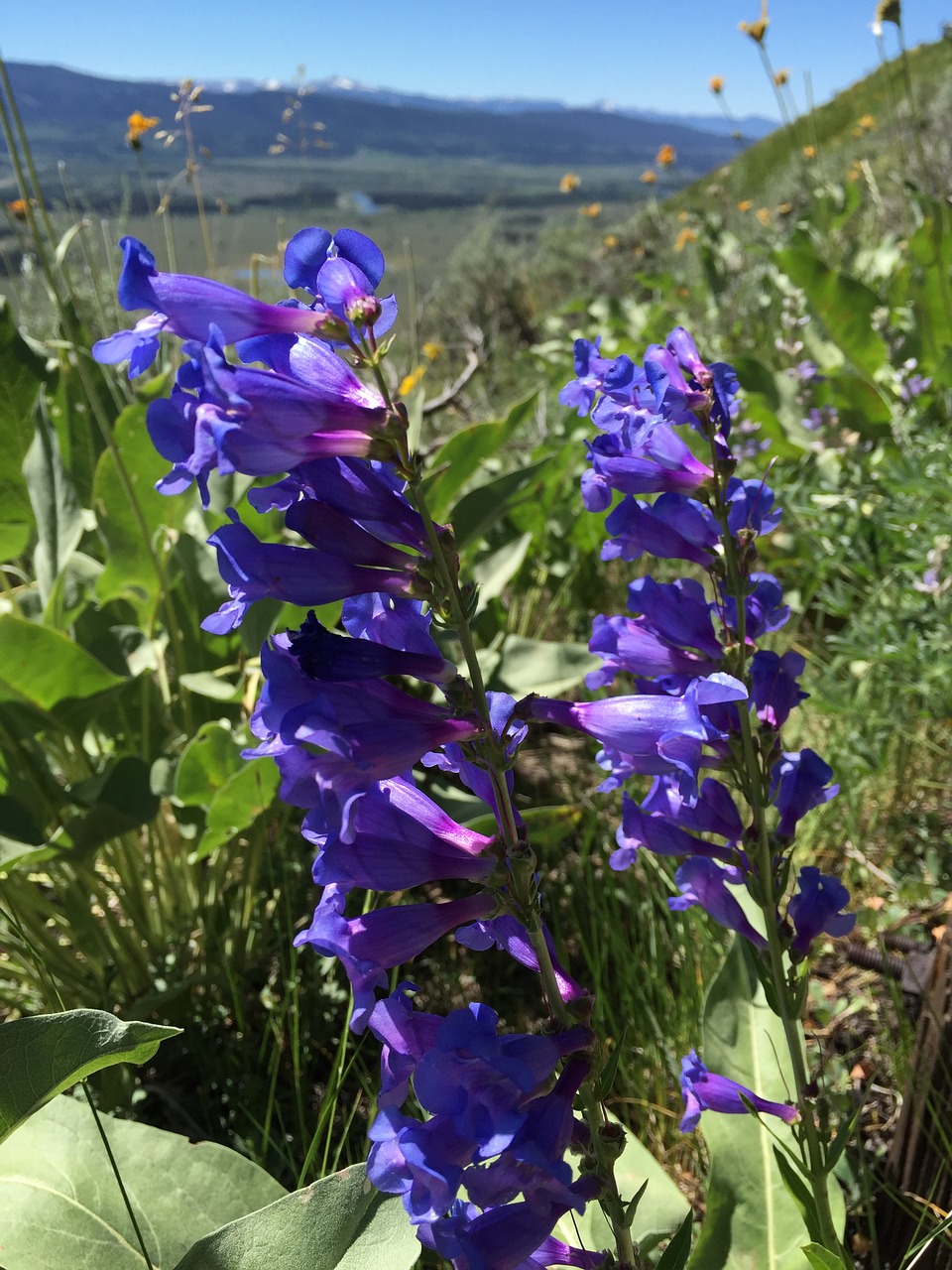 beardtongue blue penstemon flower free photo