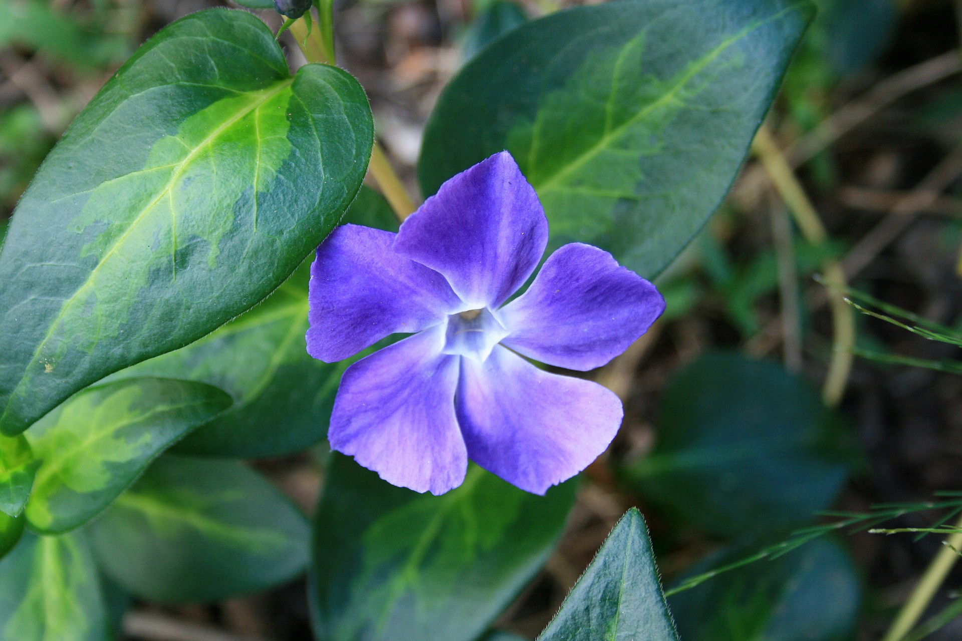 flower periwinkle blue-purple free photo