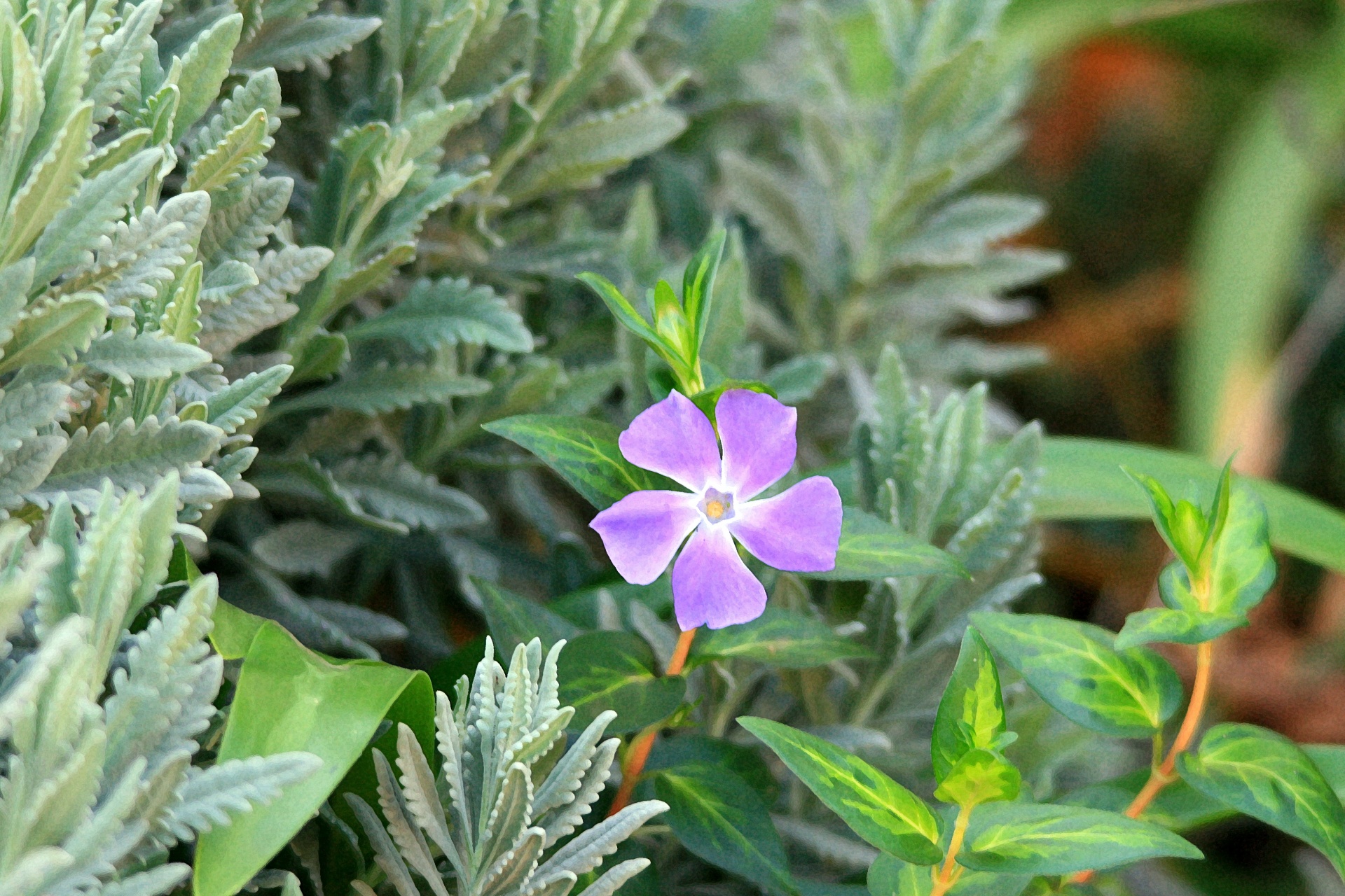 flower blue purple free photo