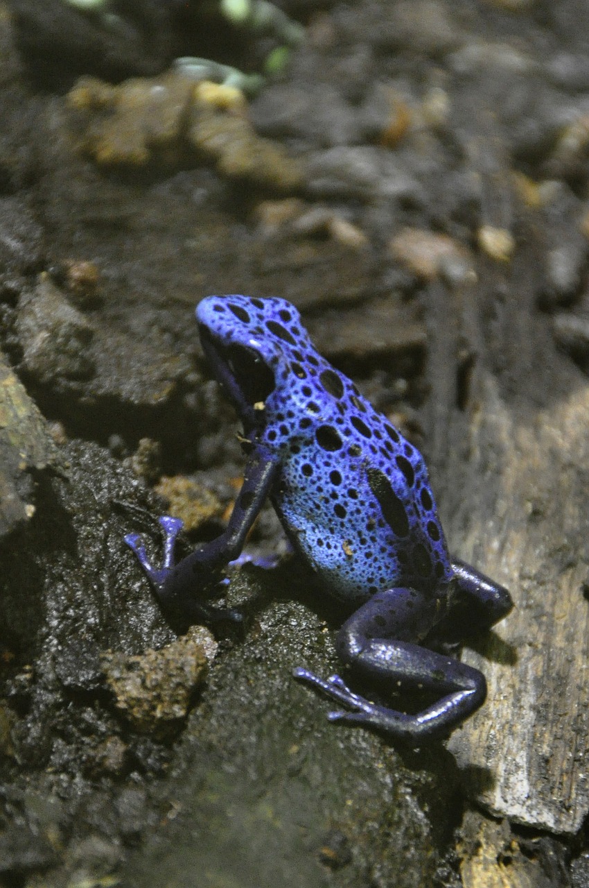 blue pfeilgiftfrosch poison dart frog poison frog free photo