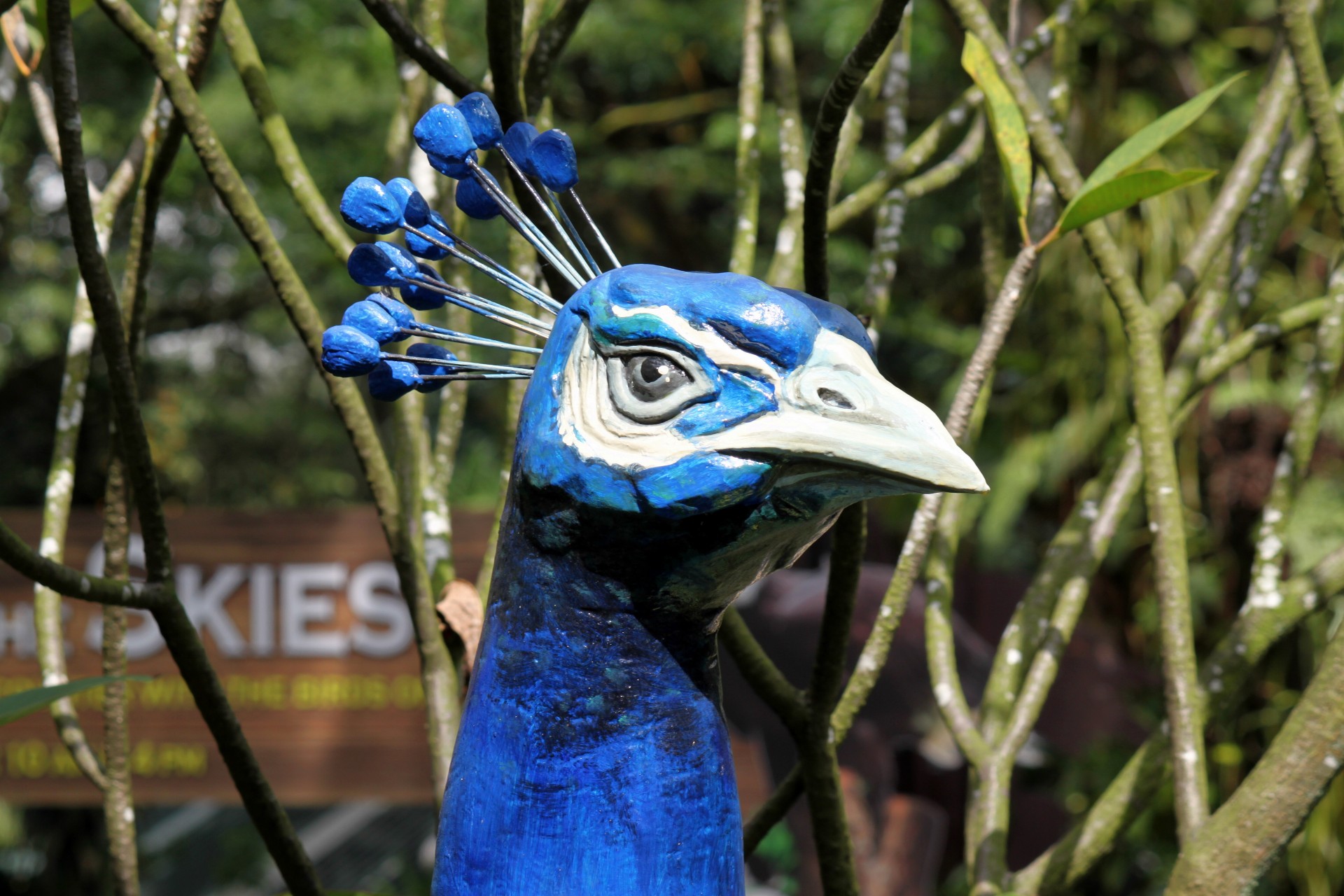 blue phoenix head close up blue phoenix head close up free photo