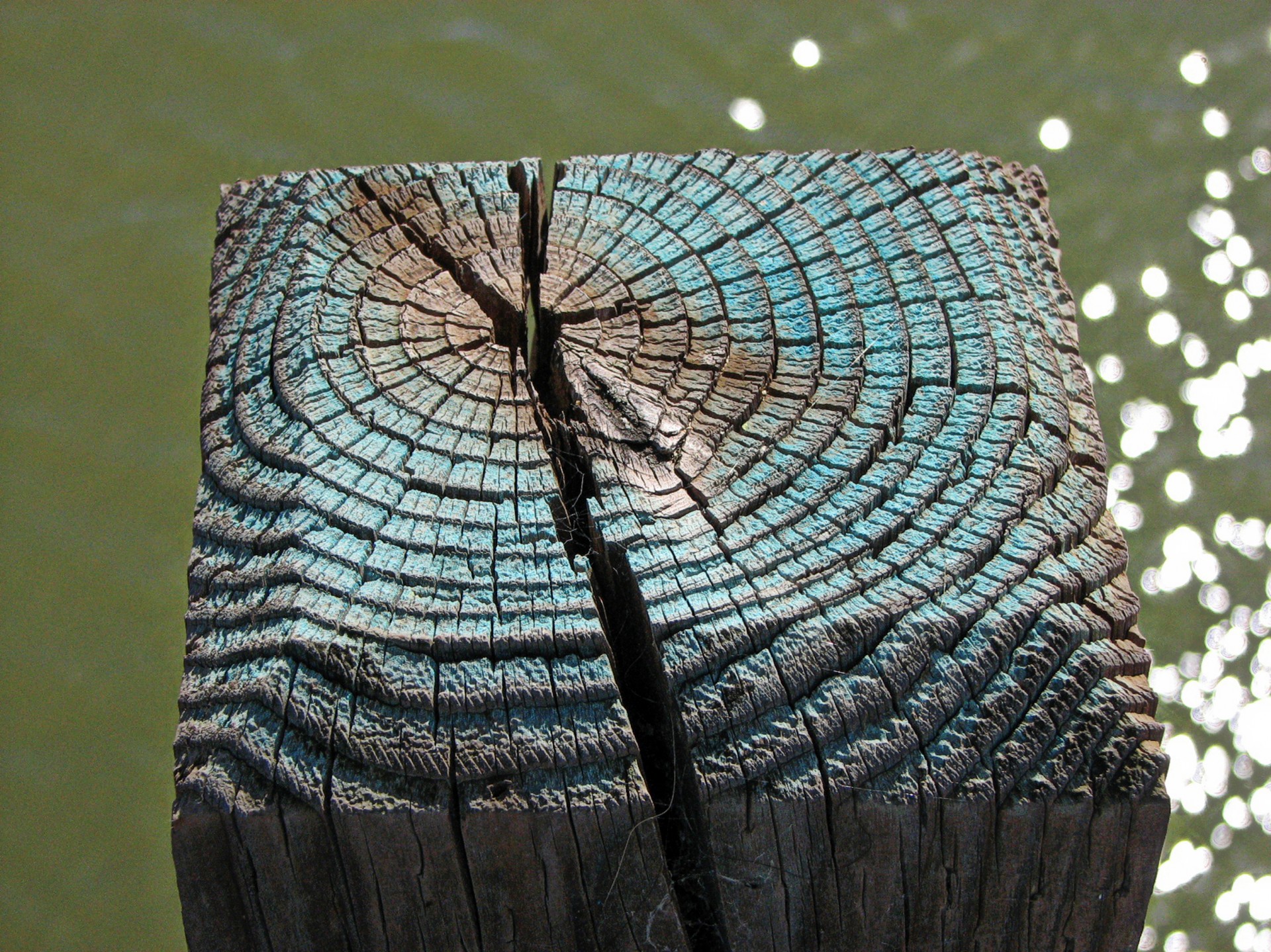 pier piling turquoise free photo