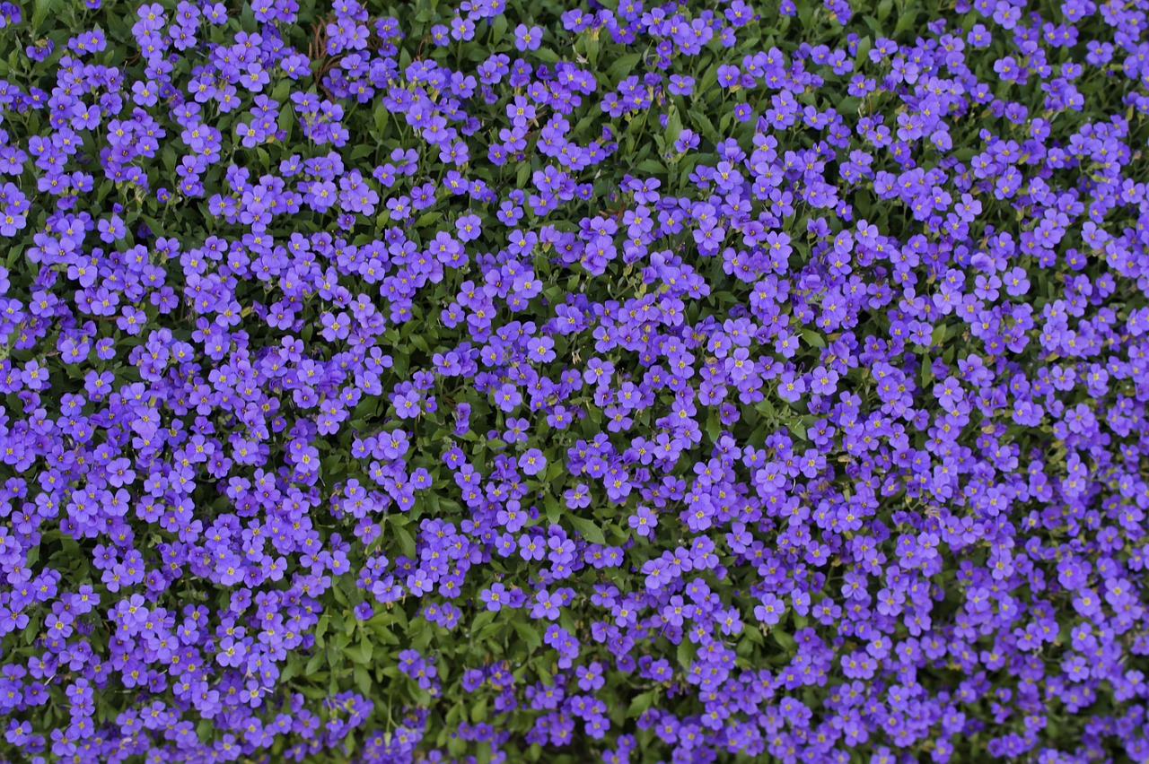 blue pillow thread bloom free photo