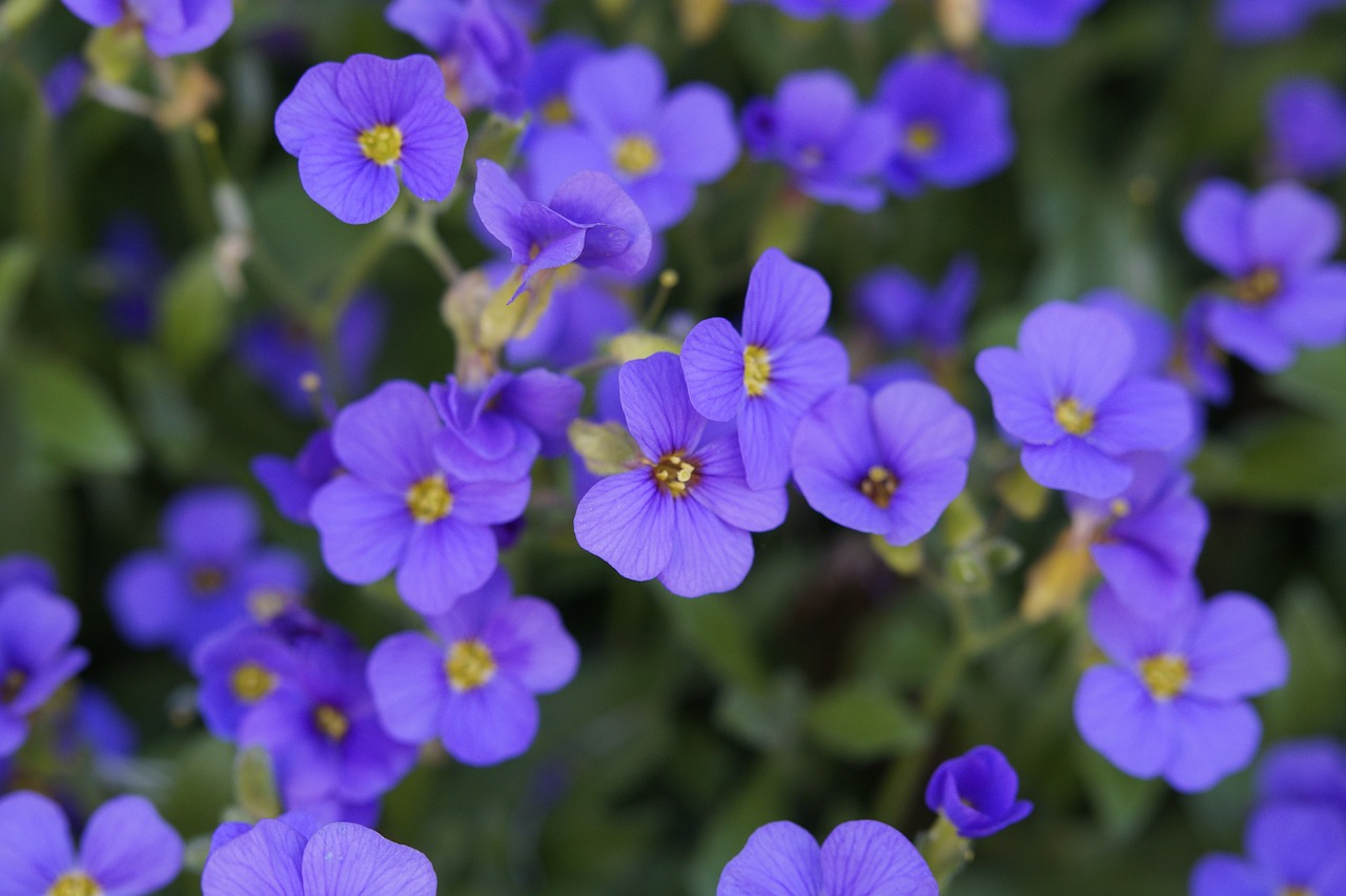 blue pillow bloom spring free photo