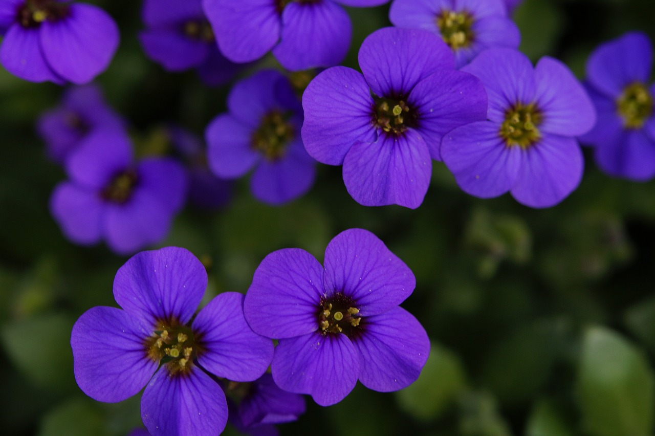 blue pillow garden ornamental plant free photo