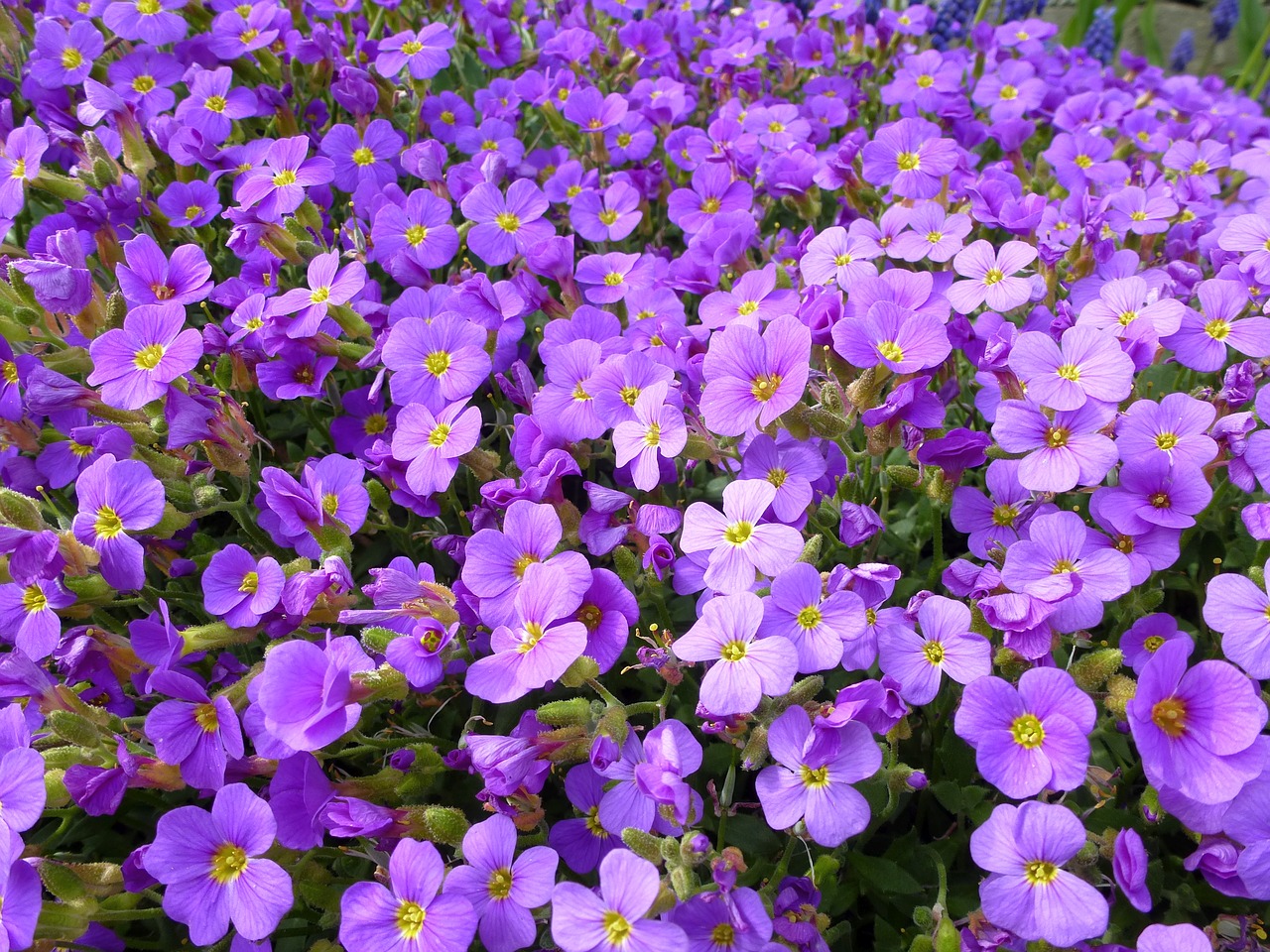 blue pillow  violet  petals free photo