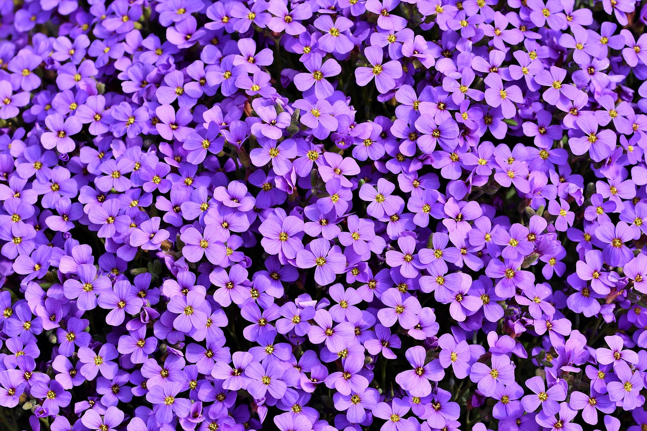 blue pillow  aubrietien  violet free photo