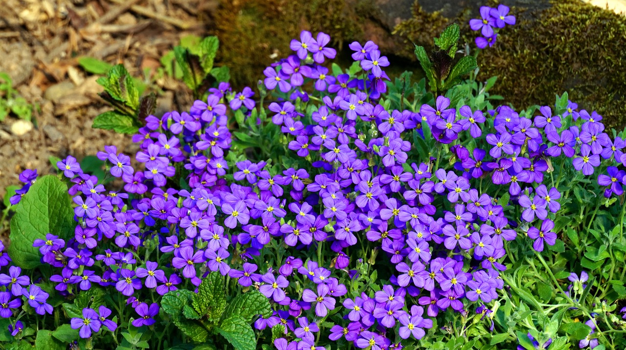 blue pillow  flowers  blossom free photo