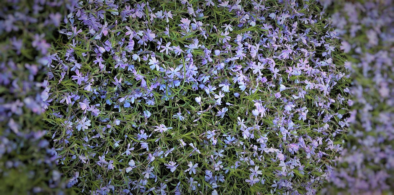 blue pillow  cushion plant  spring free photo
