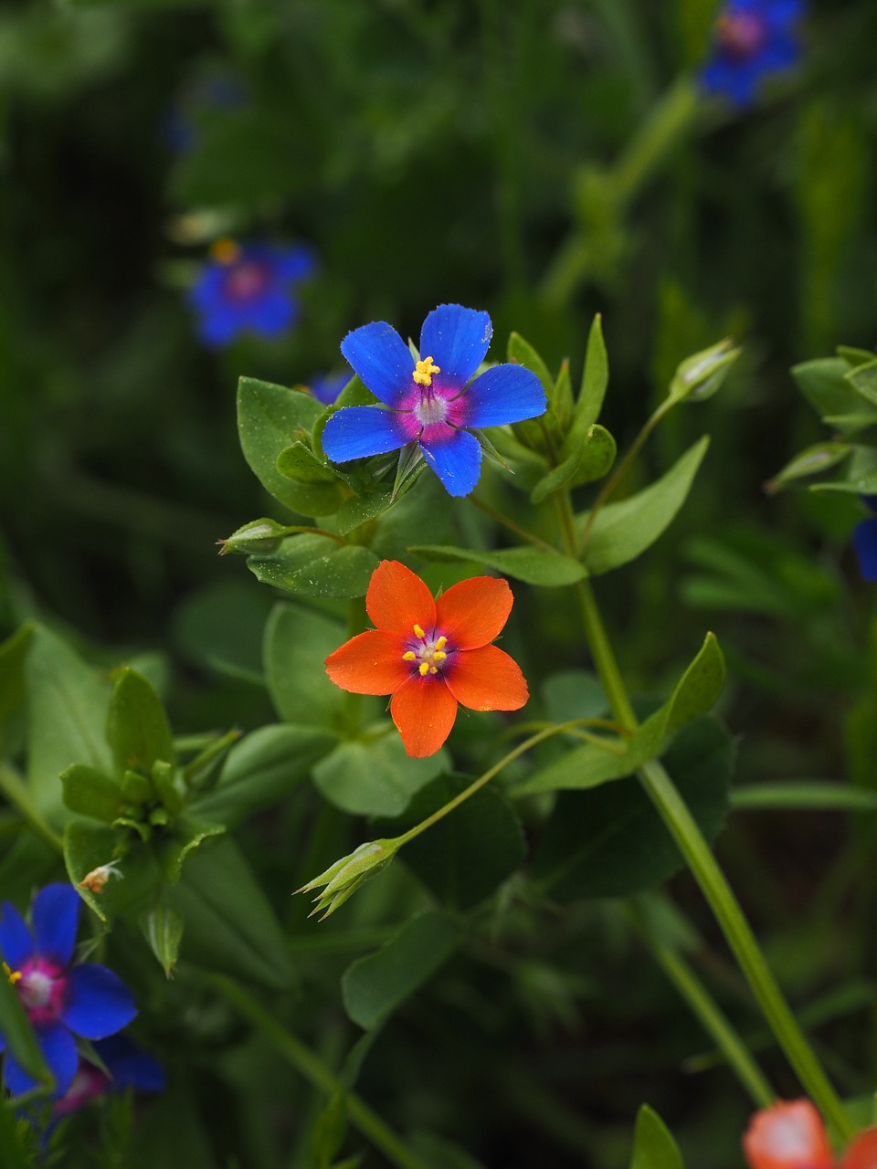 blue pimpernel flower blossom free photo