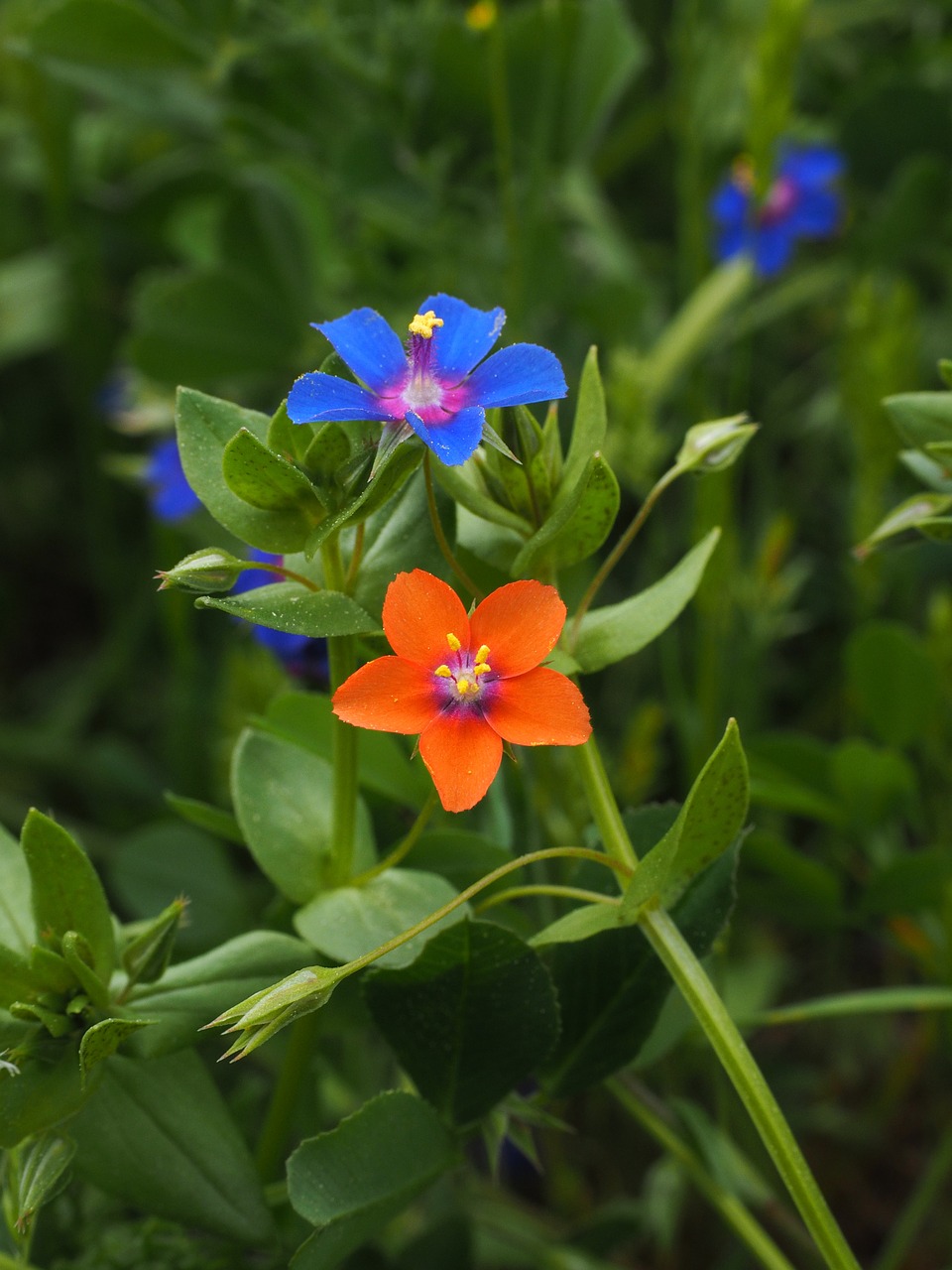 blue pimpernel flower blossom free photo