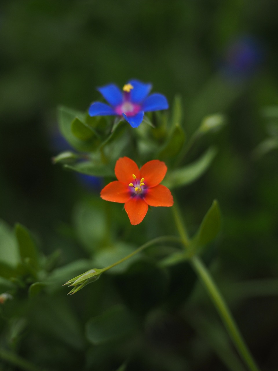 blue pimpernel flower blossom free photo