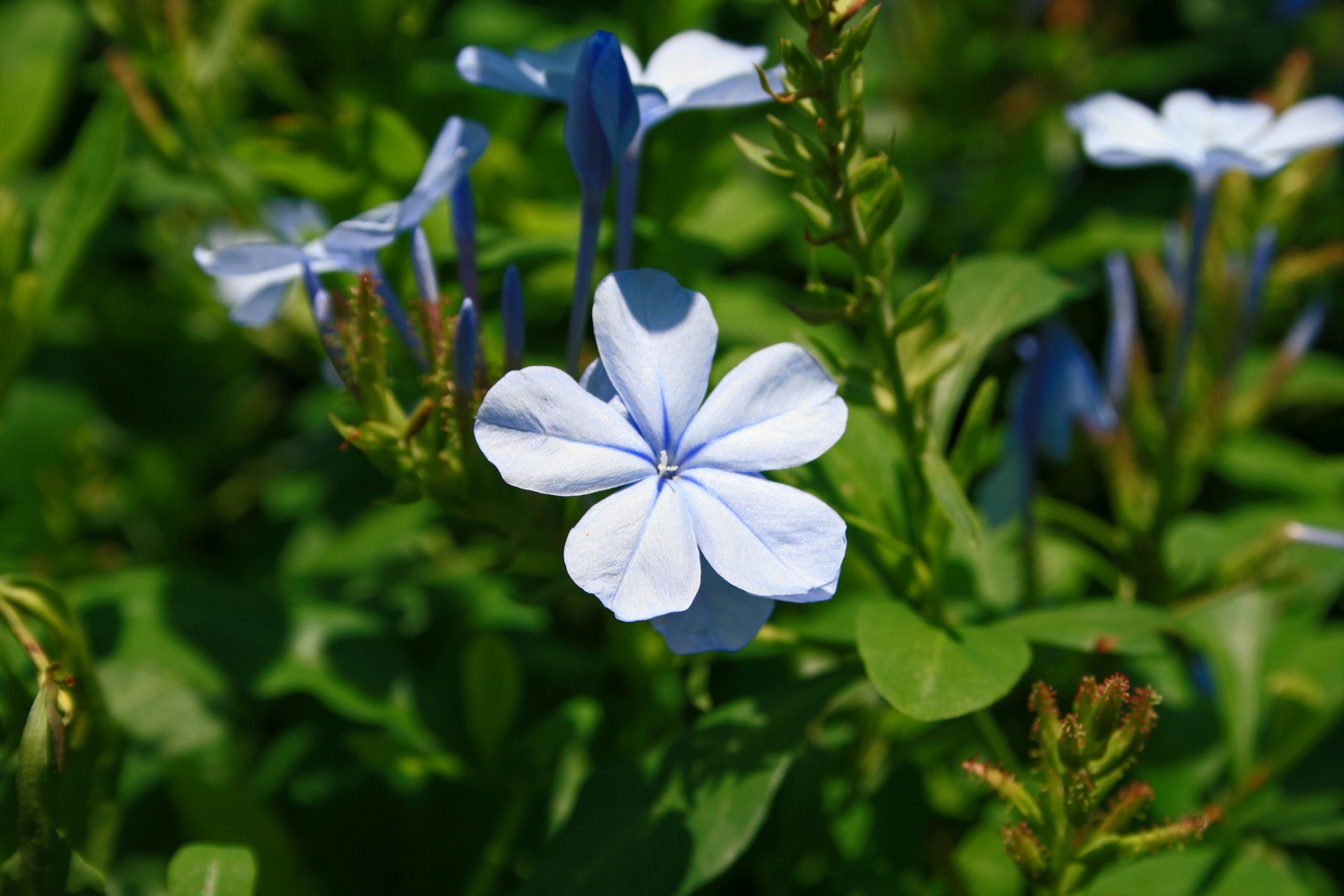 shrub flowers blue free photo