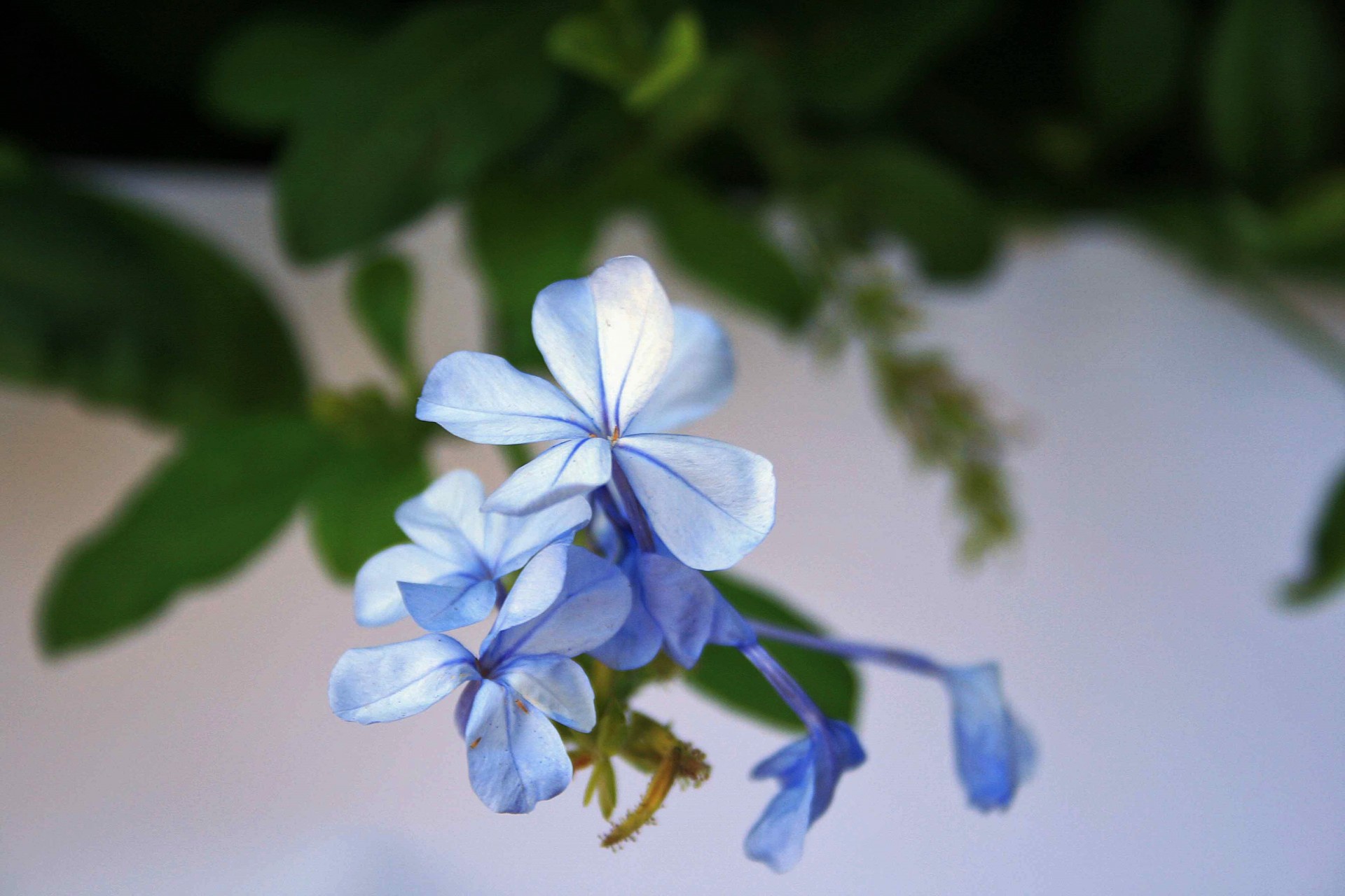 flower blue bluebush free photo