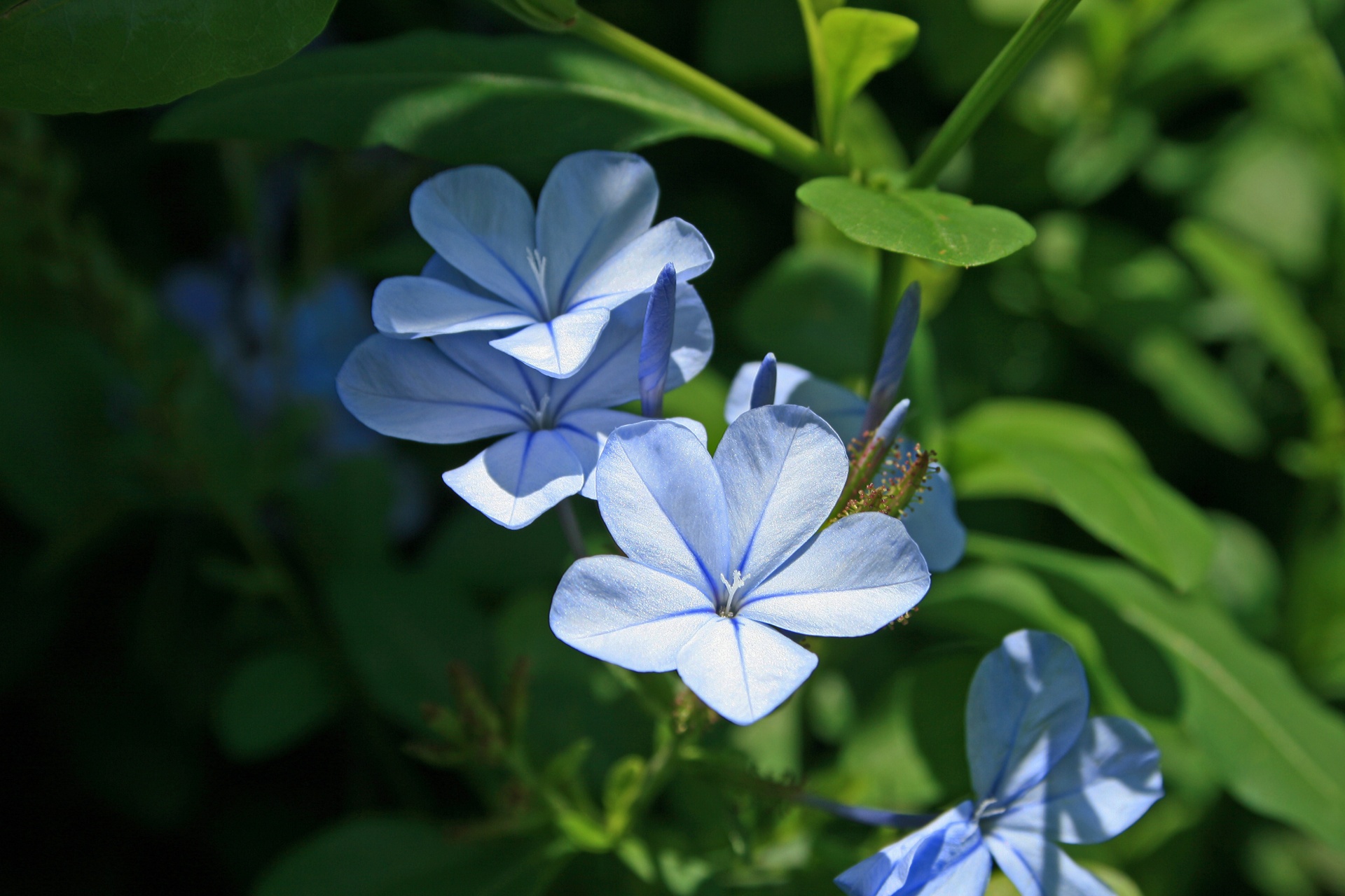 shrub flowers blue free photo