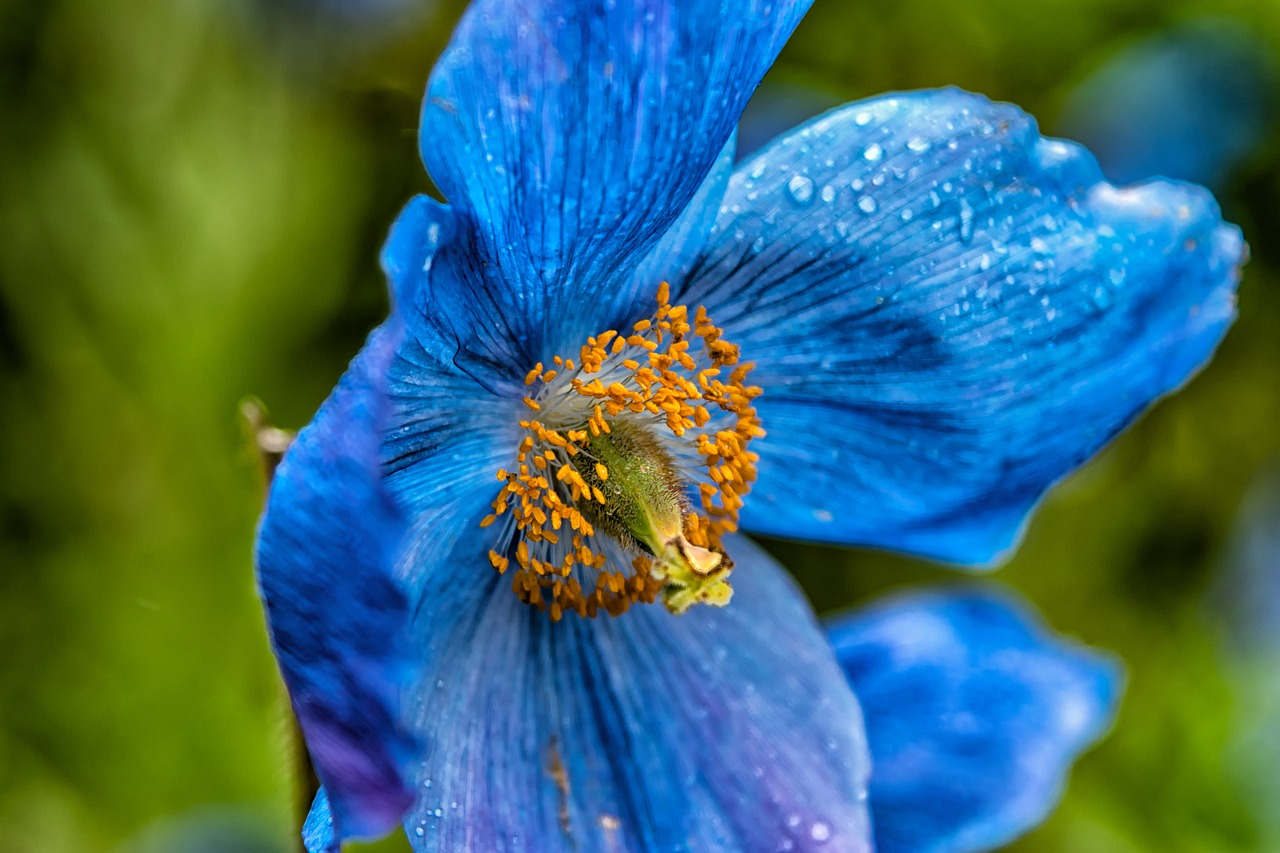 blue poppy flower poppy free photo