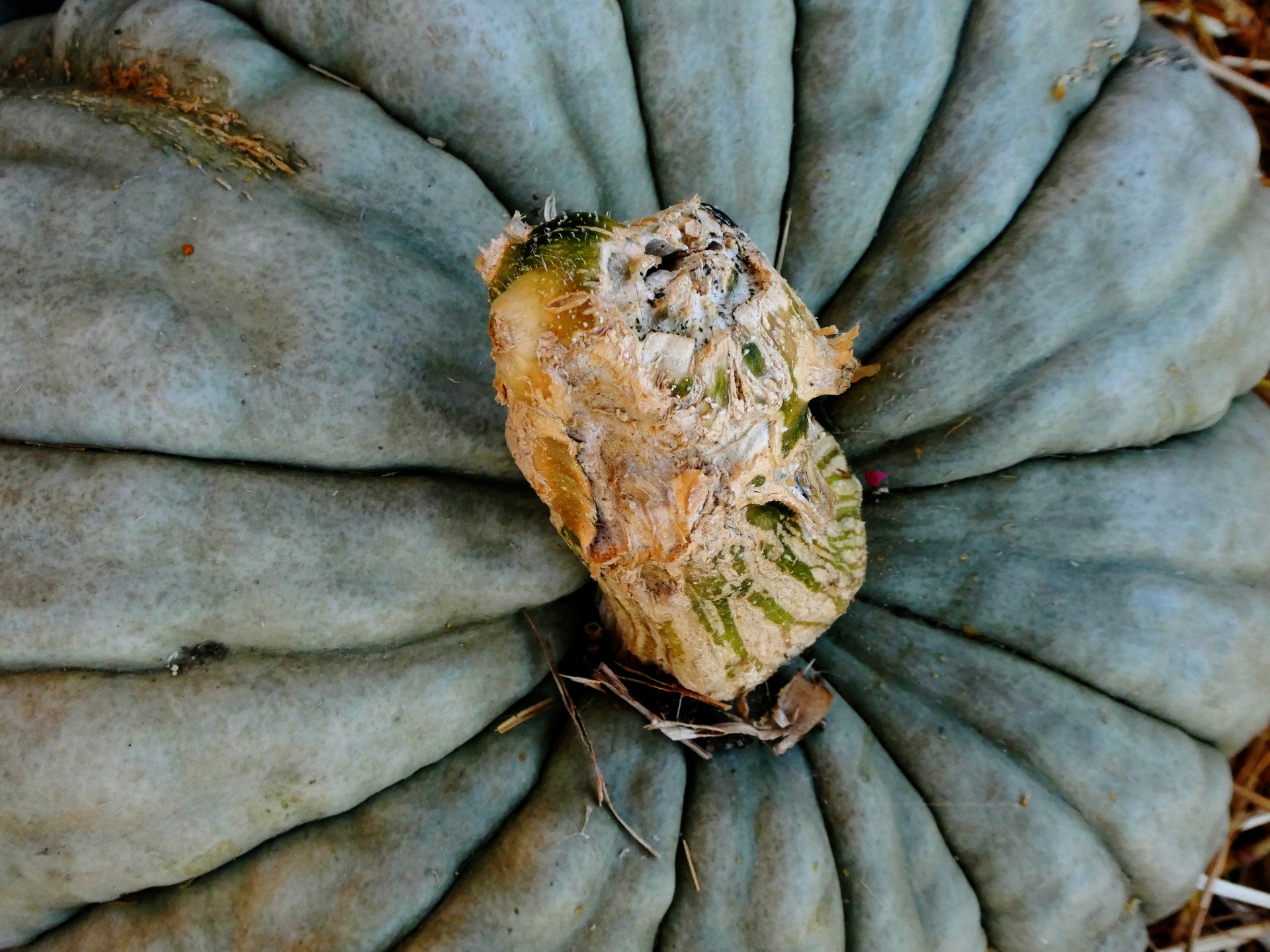 pumpkin pumpkins squash free photo