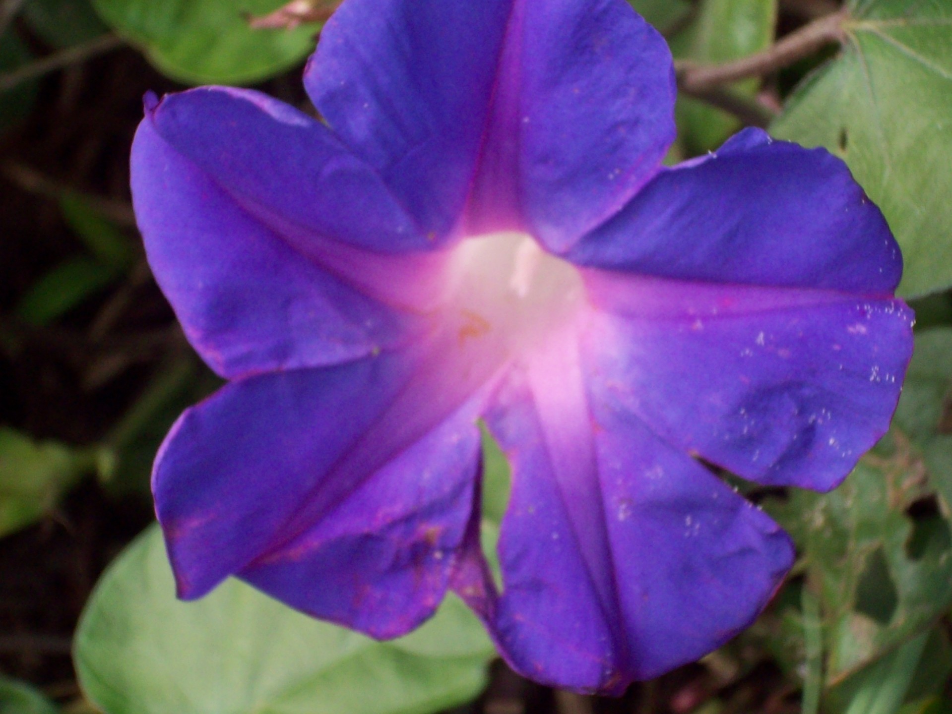 flower blue flower purple flower free photo