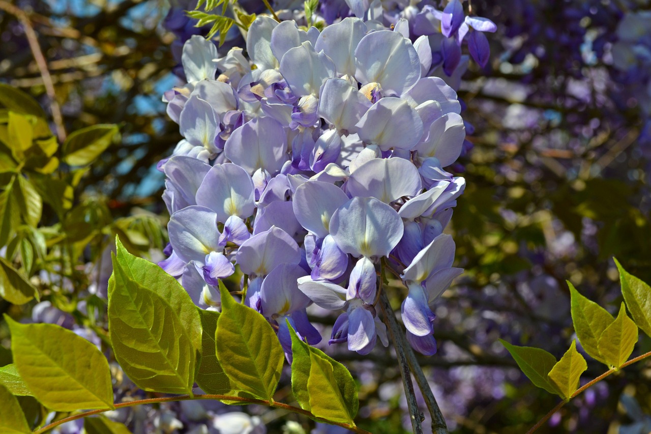 blue rain wisteria blue flowers free photo