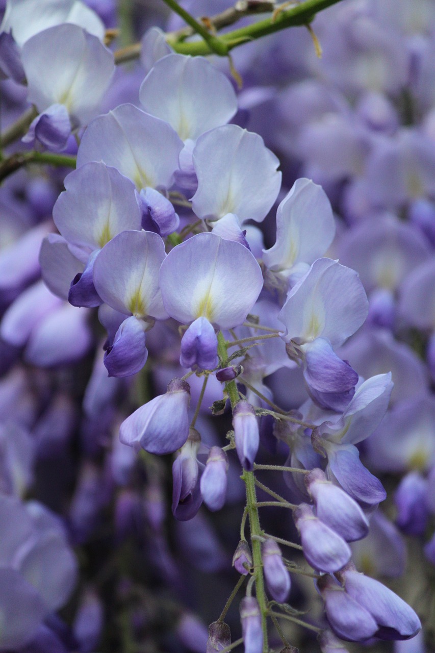 blue rain wisteria blossom free photo