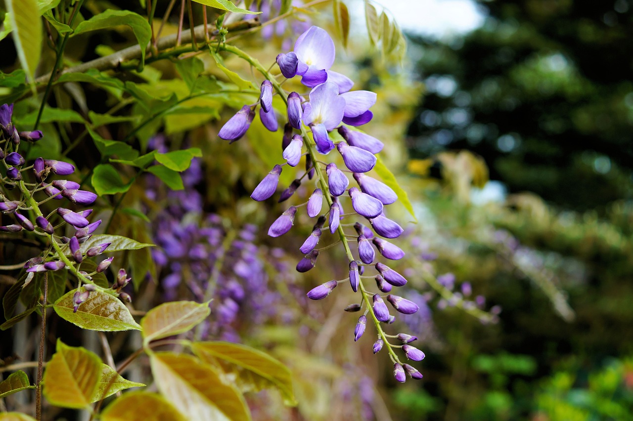 blue rain wisteria flowers free photo