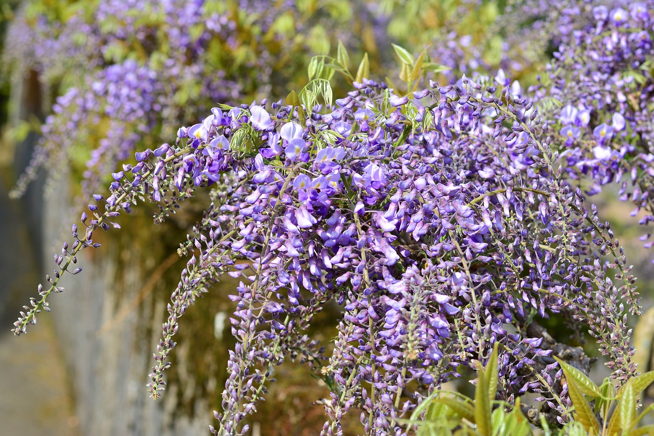 blue rain  wisteria  violet free photo