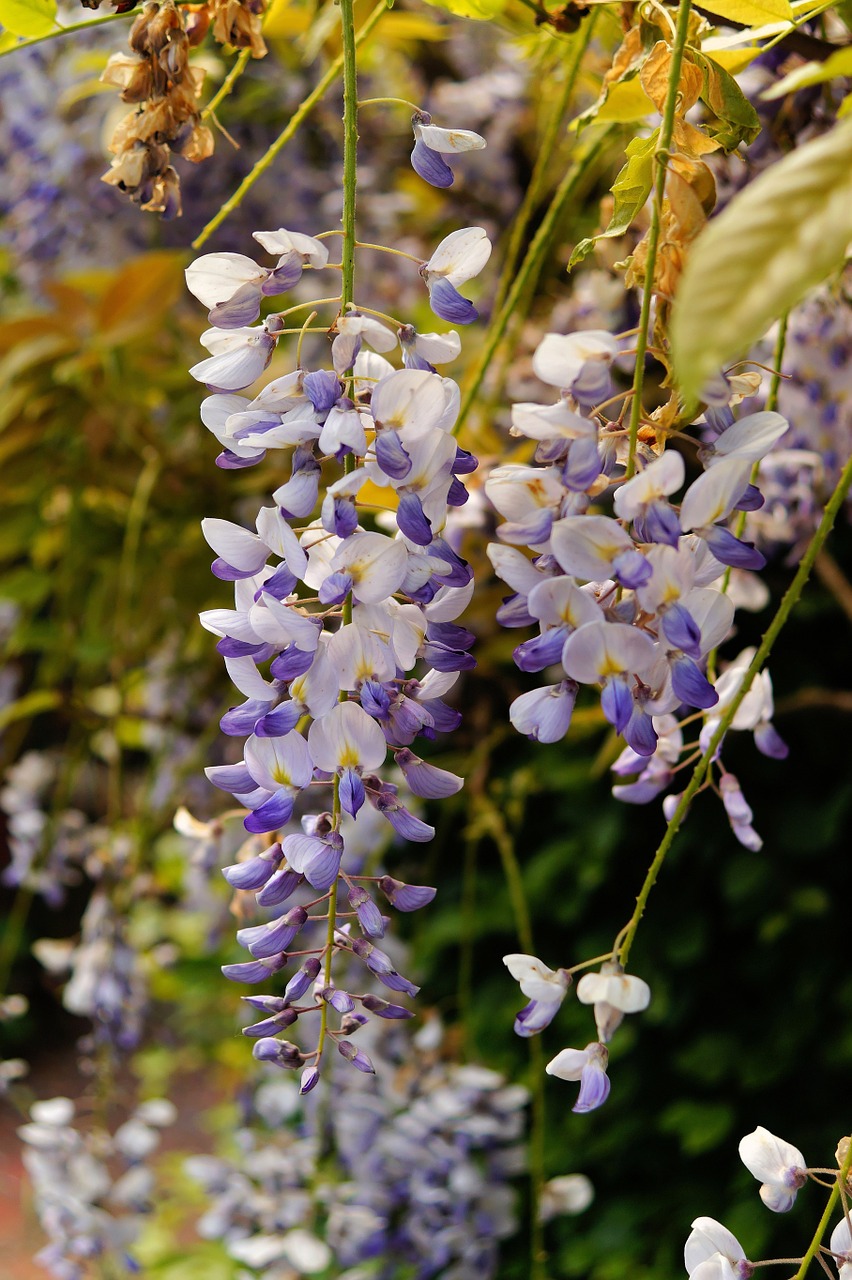 blue rain flowers plant free photo