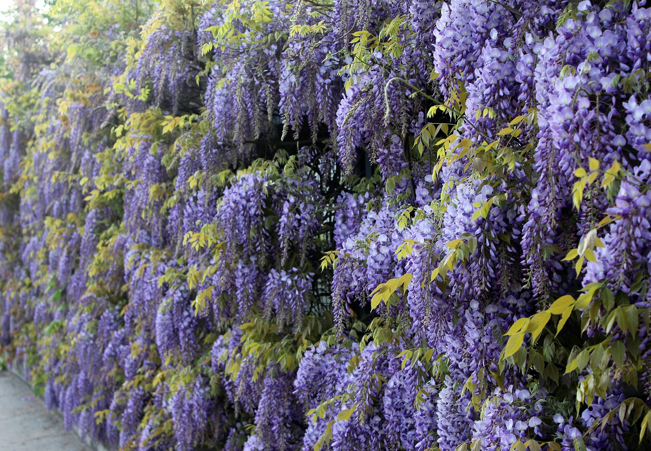 blue rain  wisteria  climbing plants free photo