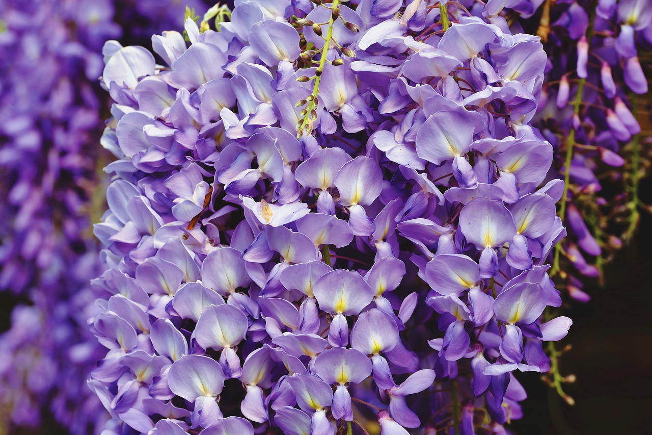 blue rain  flower  violet free photo