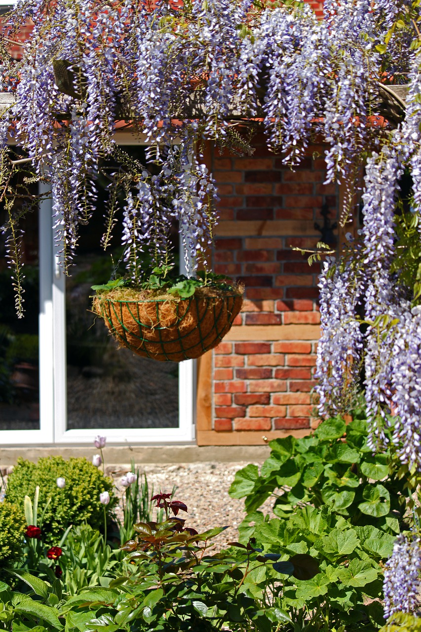 blue rain  creeper  laburnum free photo