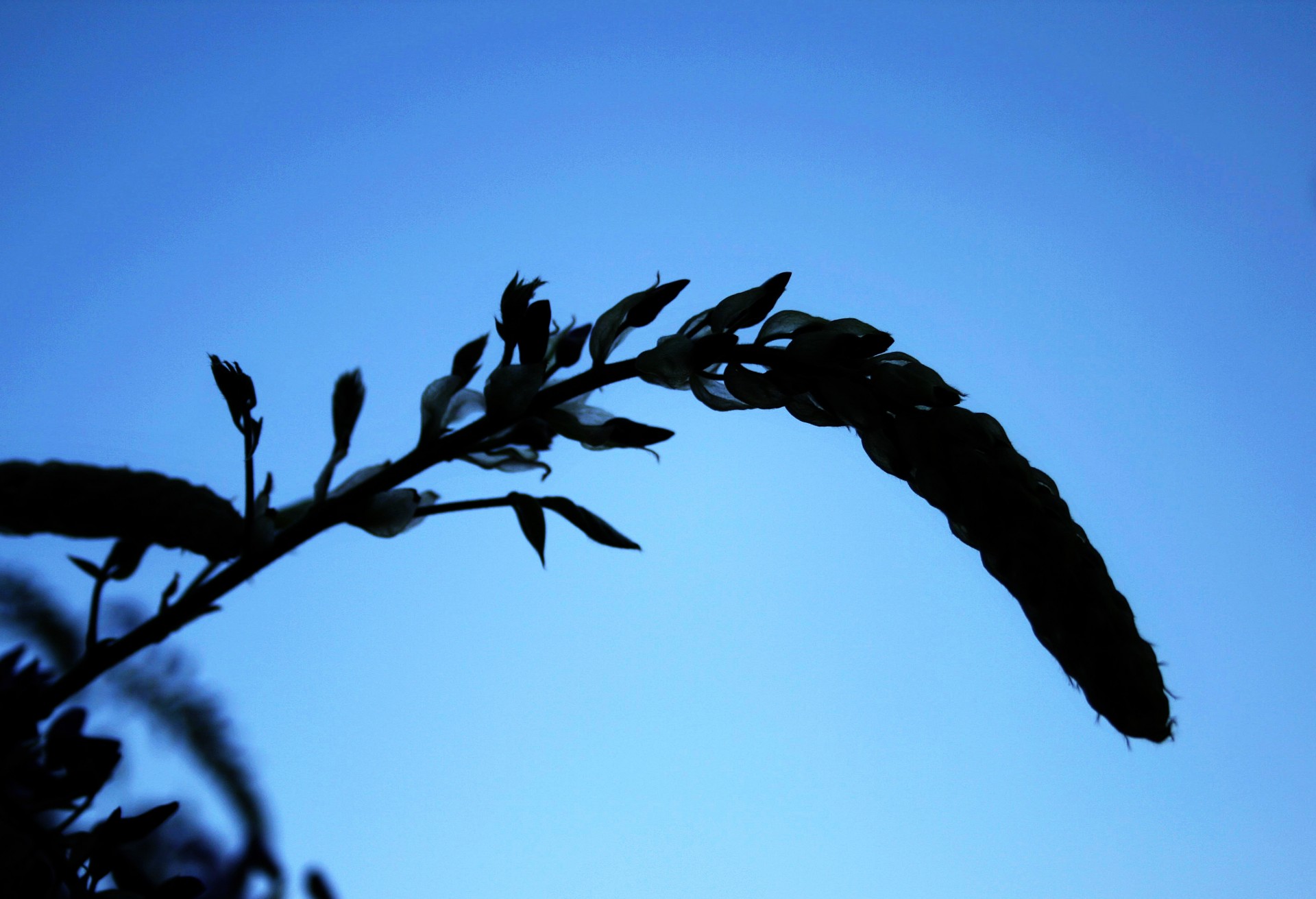 flowers bunch buds free photo