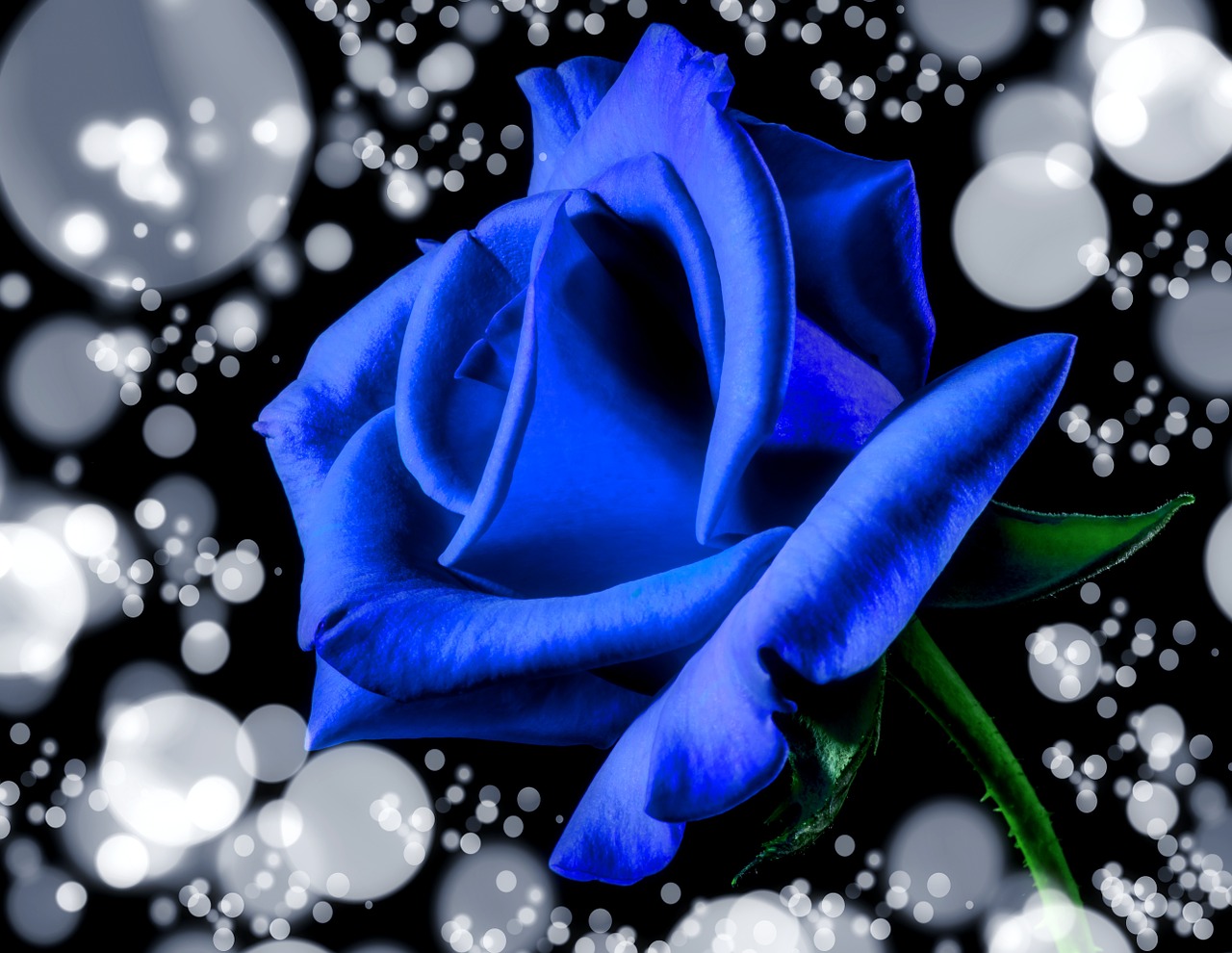 blue rose rose rose bloom free photo