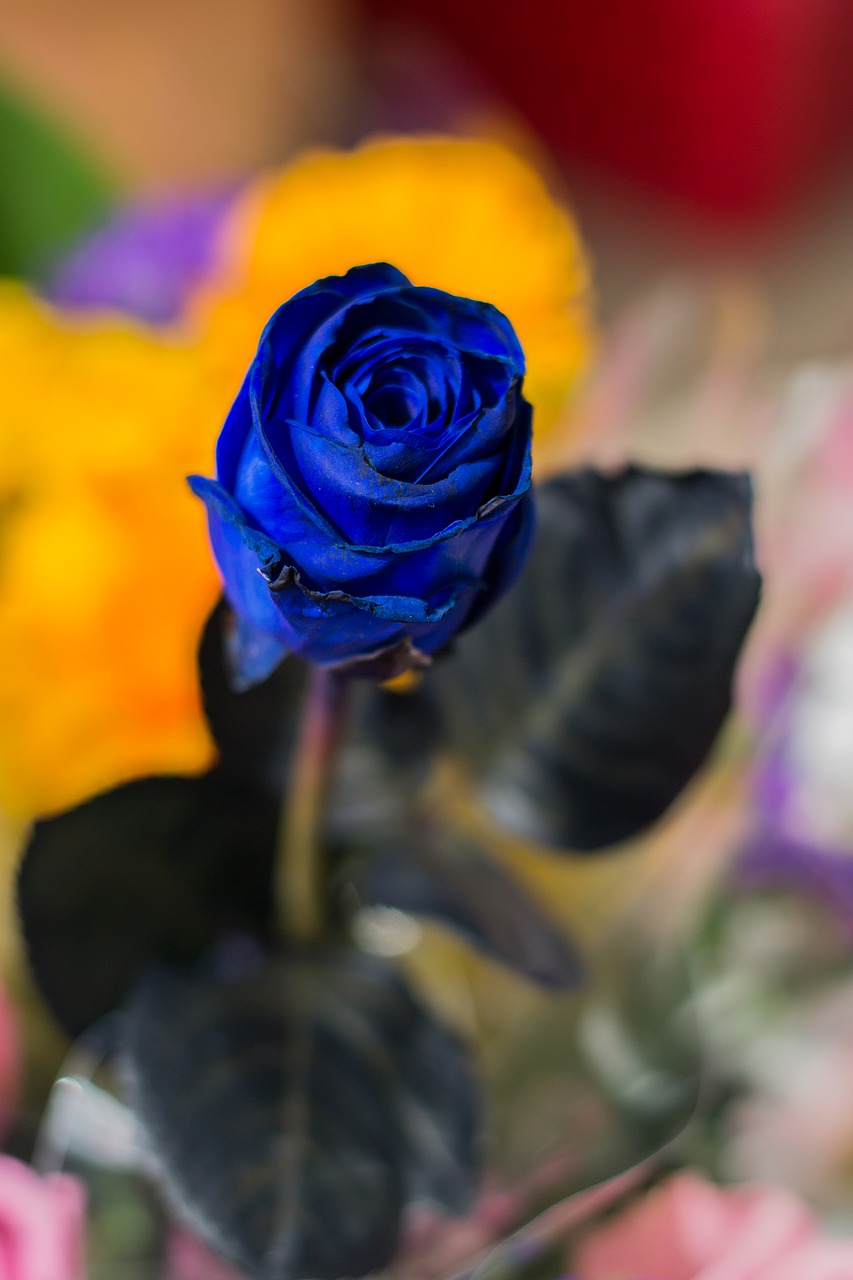 blue roses ro flower free photo