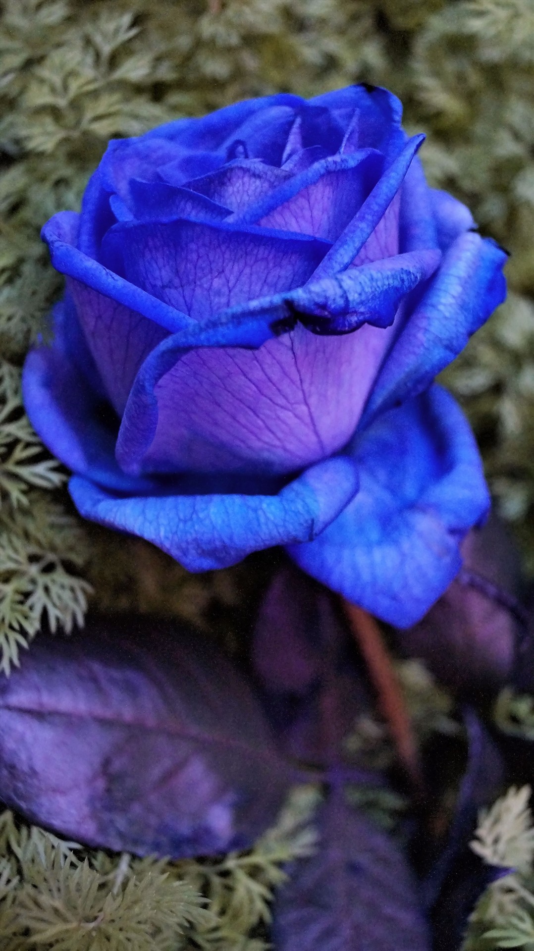 blue rose more free photo