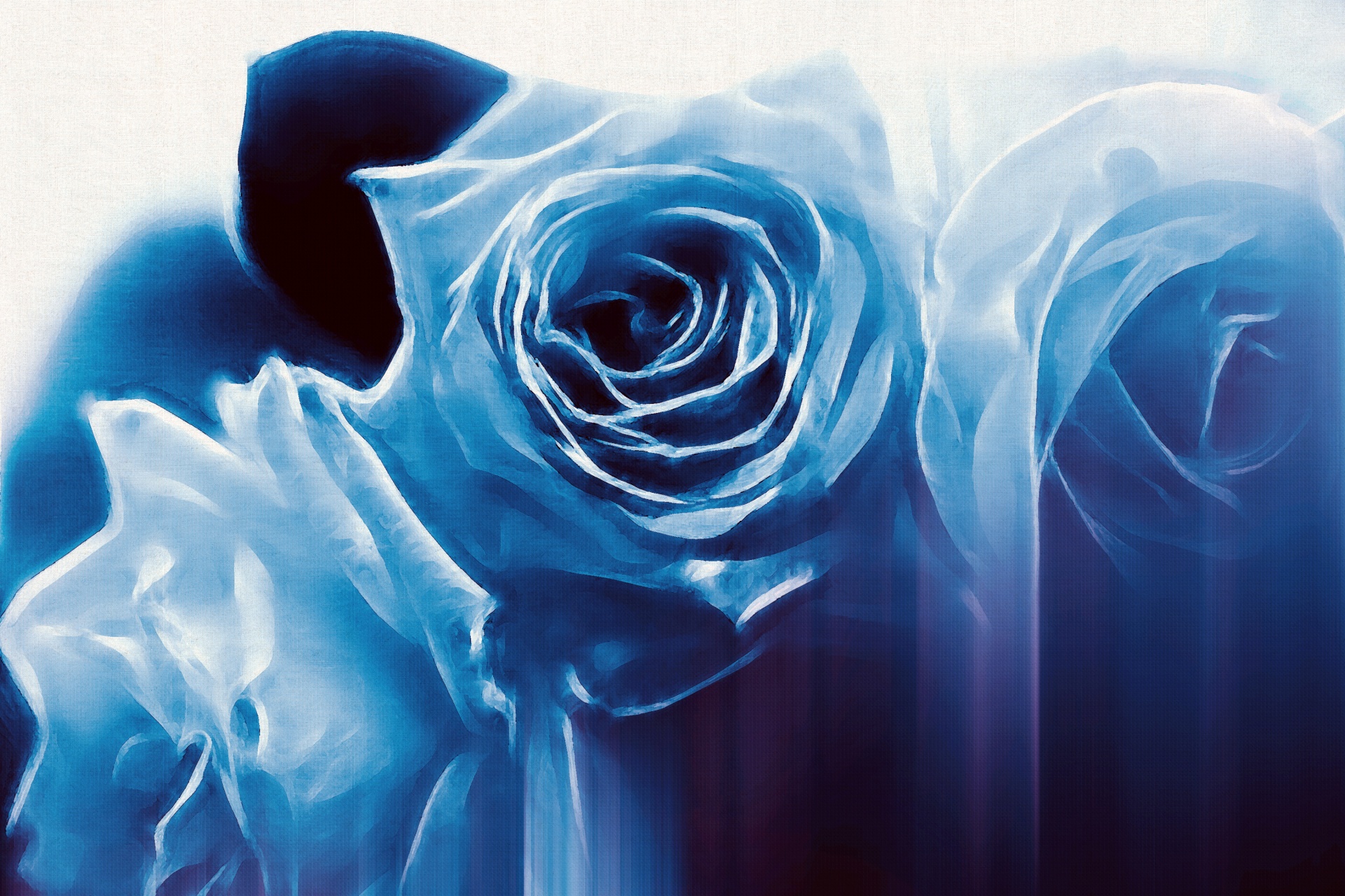 blue rose flower free photo