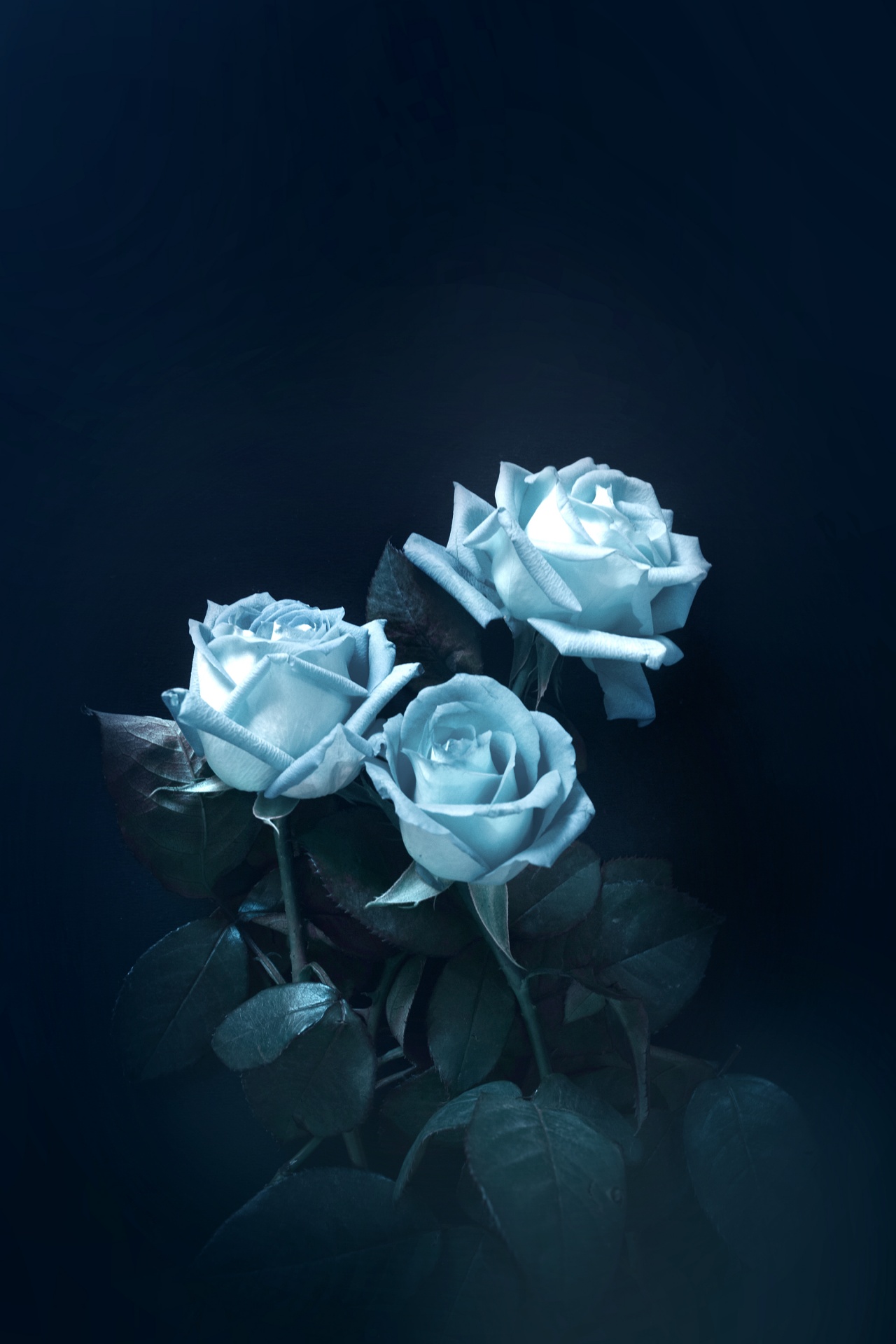 blue rose flower free photo