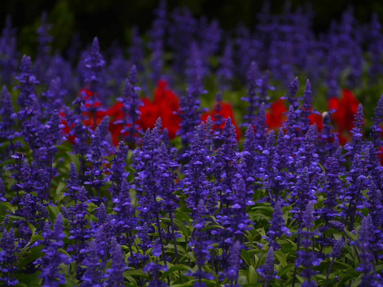 blue sage flowers blue-violet free photo