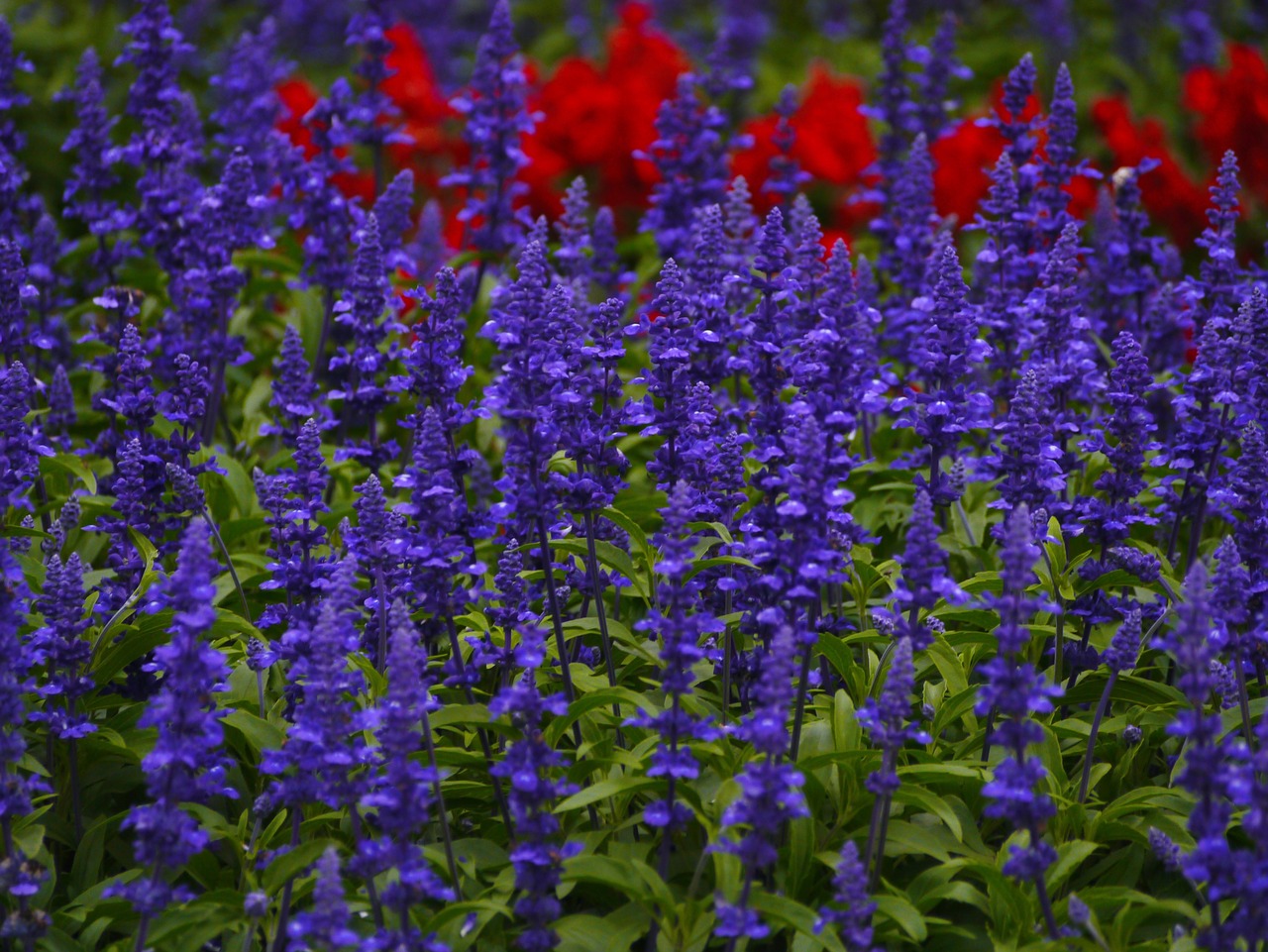 blue sage flowers blue-violet free photo