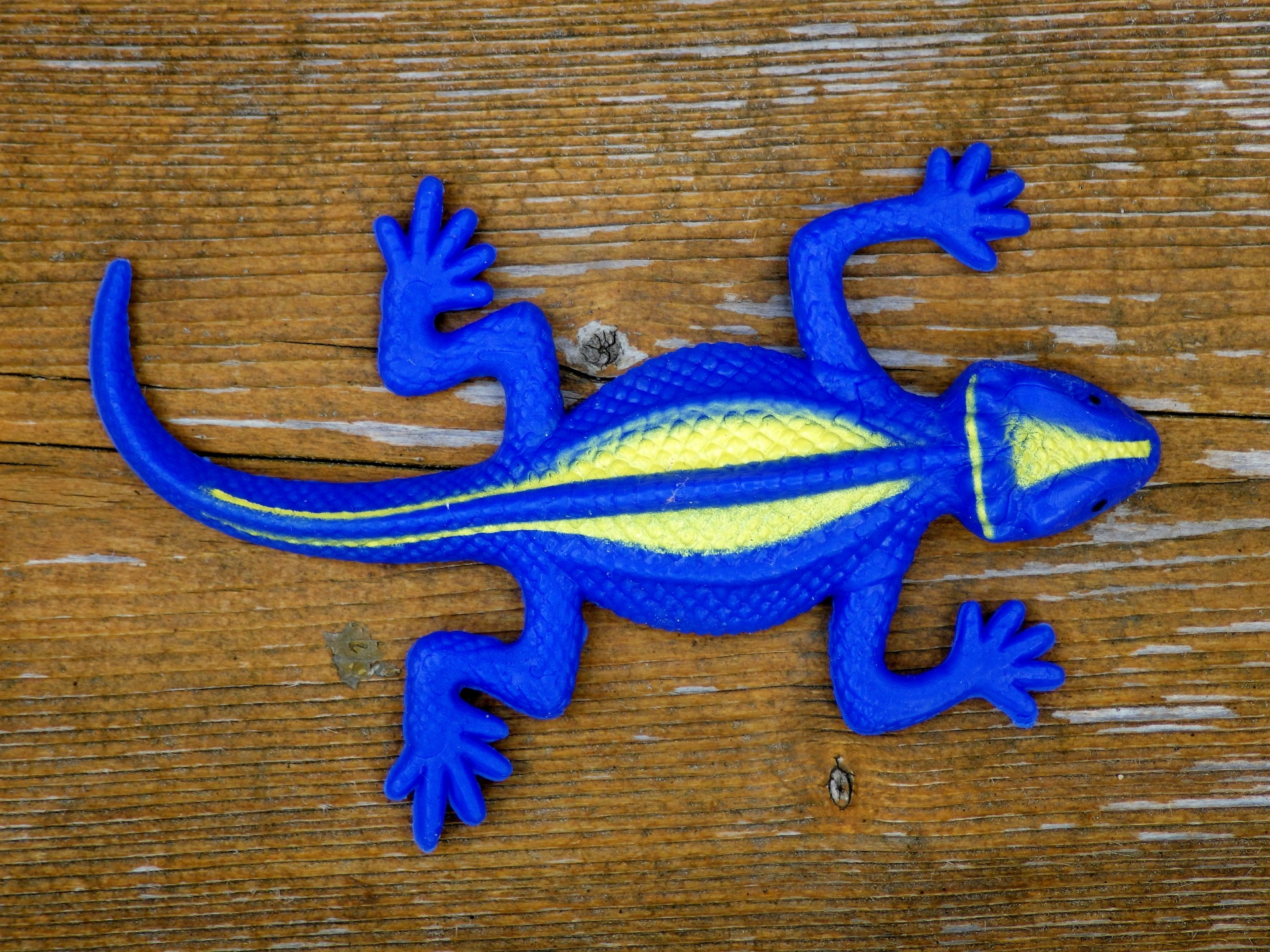 blue rubber salamander free photo