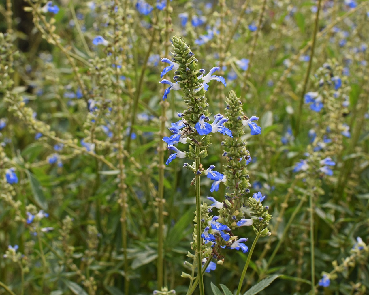 blue salvia flowers small flower free photo