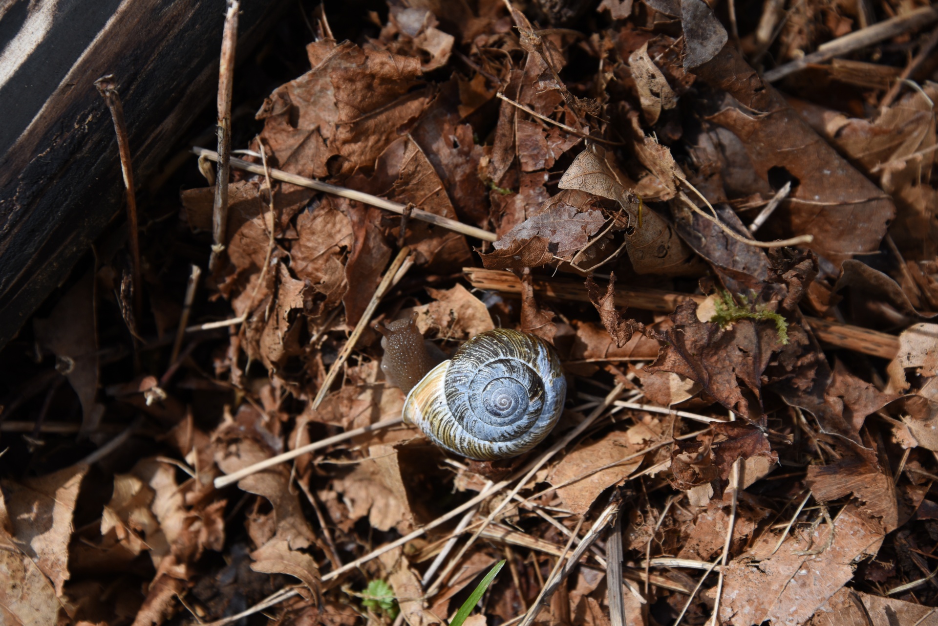 snail blue shell free photo