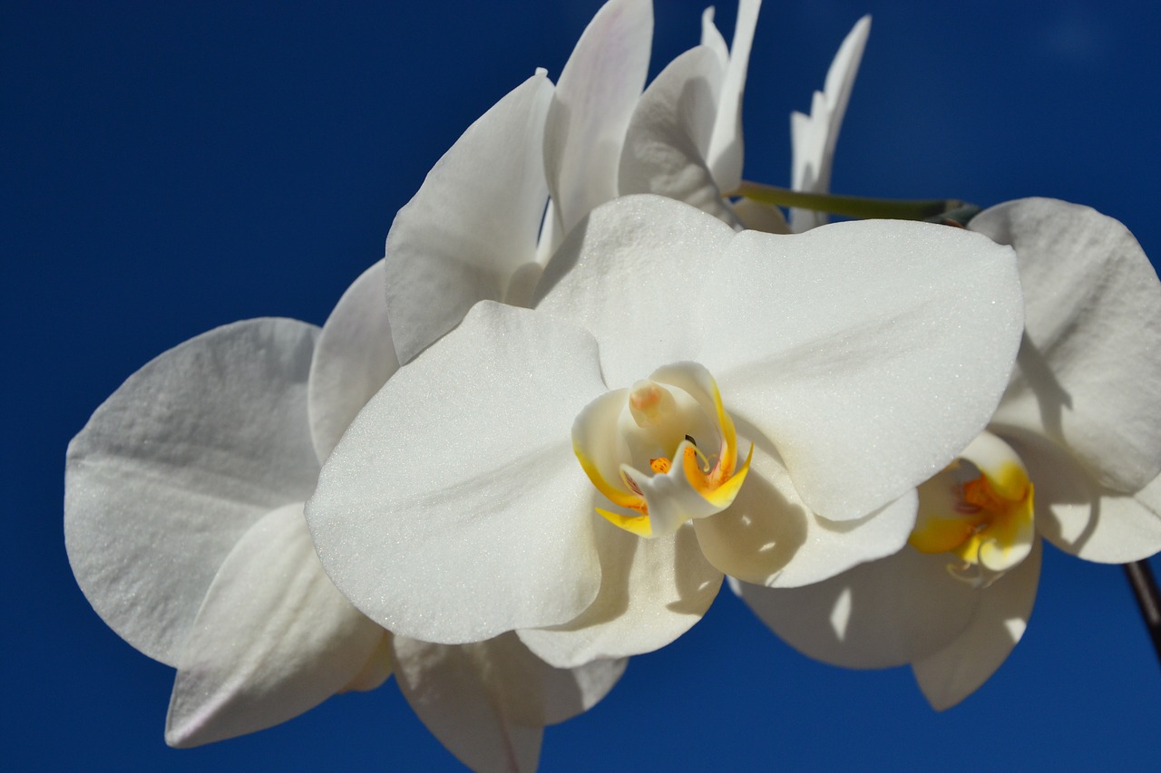 blue sky white orchids white flower free photo