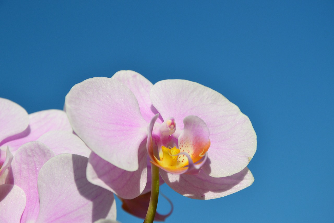 blue sky rose orchids rose flower free photo