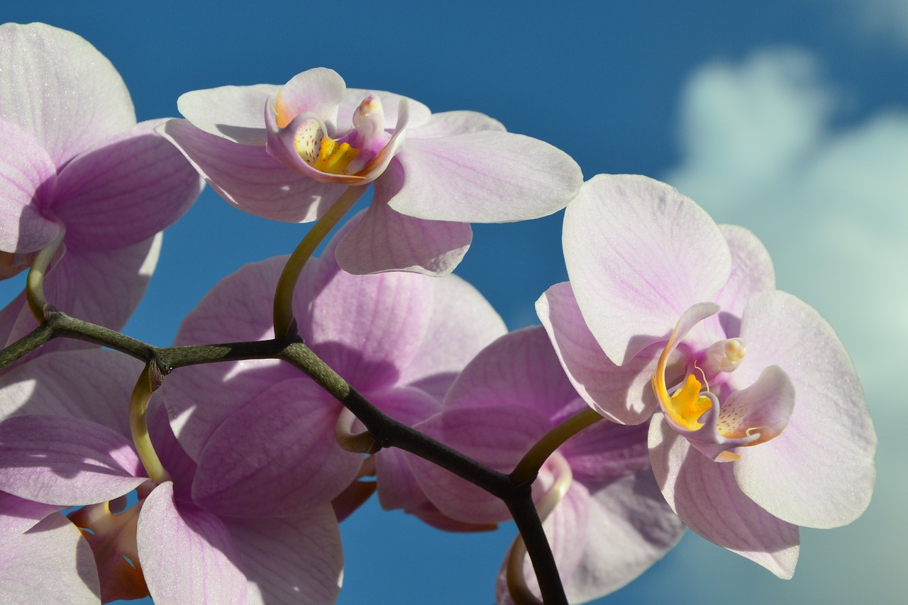 blue sky rose orchids rose flower free photo