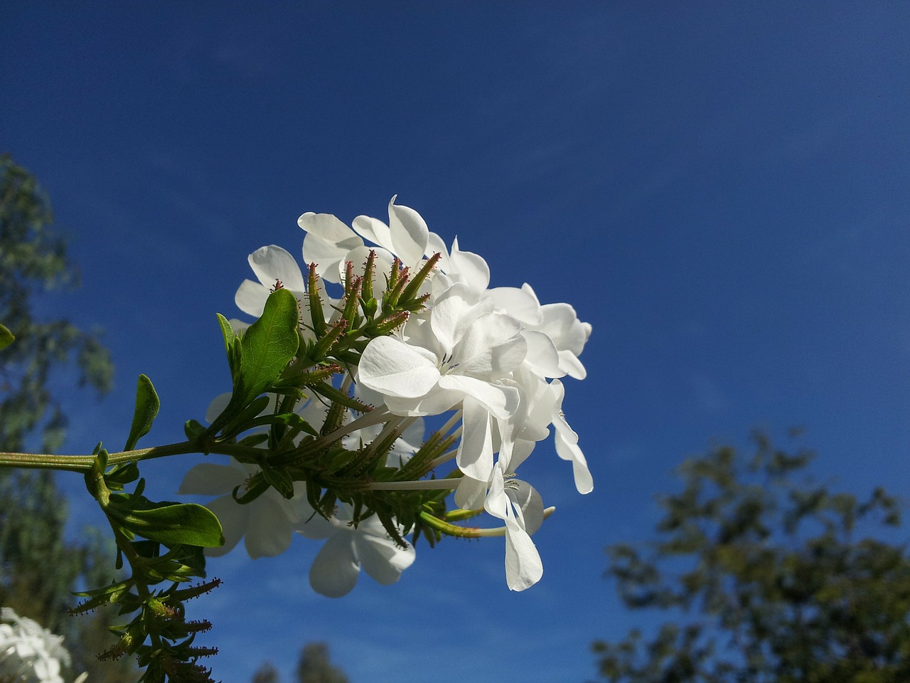 blue sky floral plant free photo