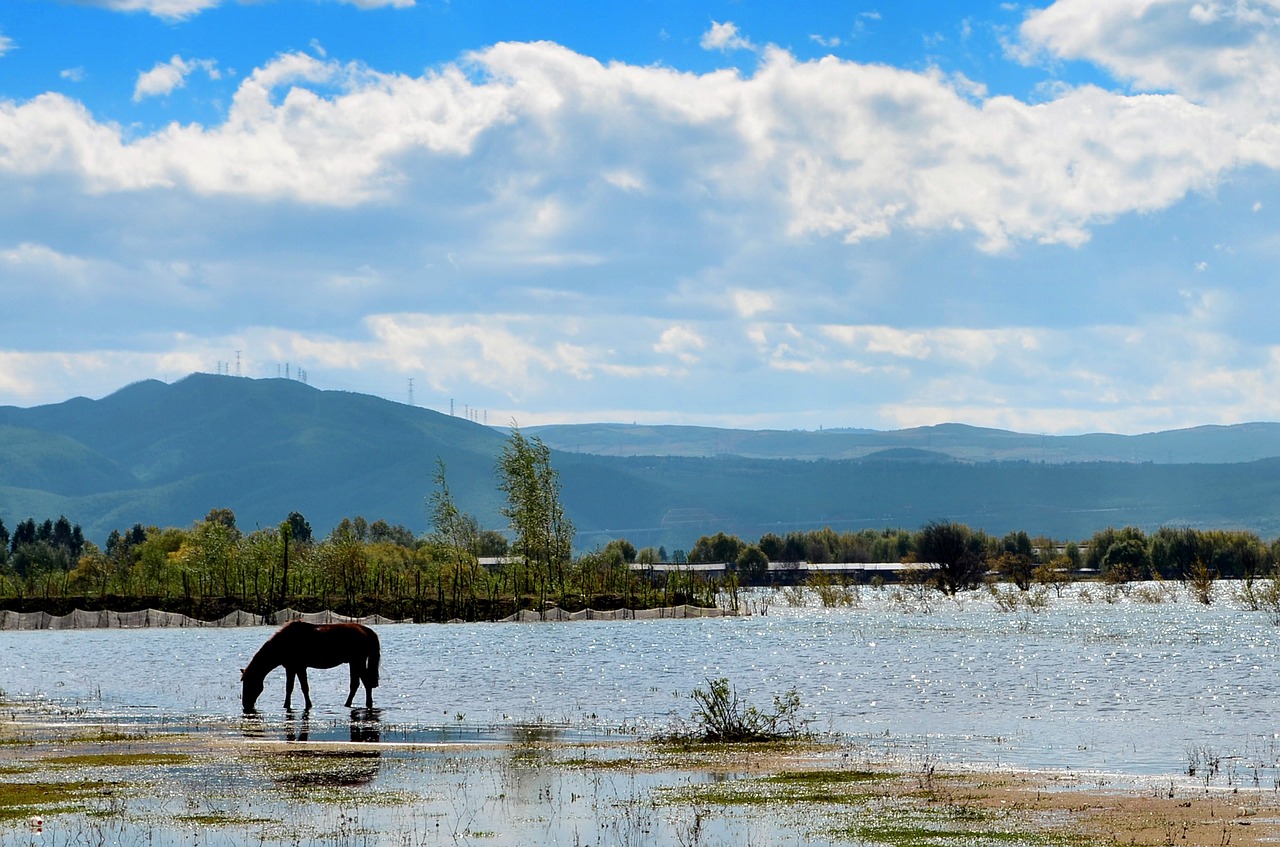 blue sky white cloud horse free photo