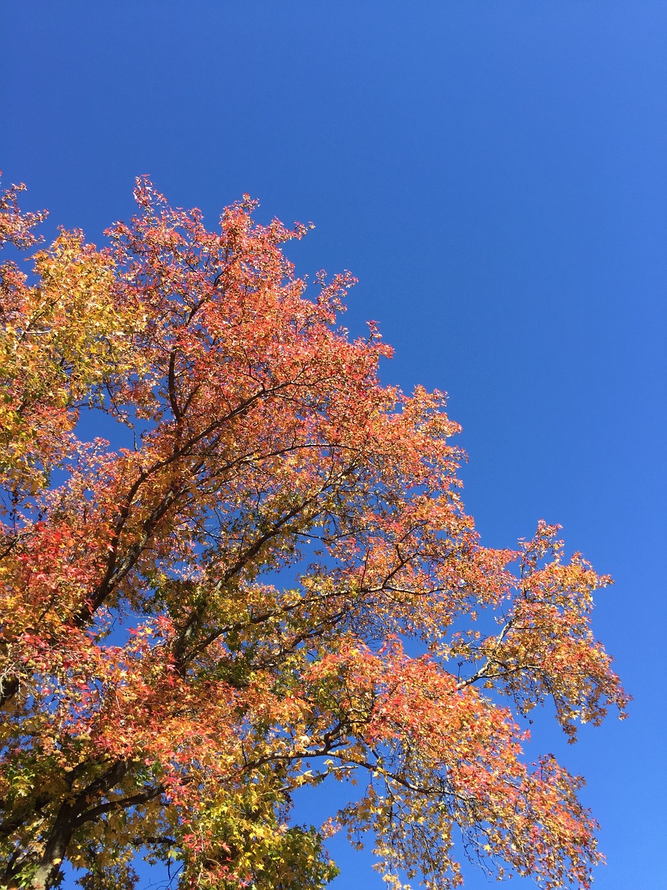 blue sky fall fall leaves free photo