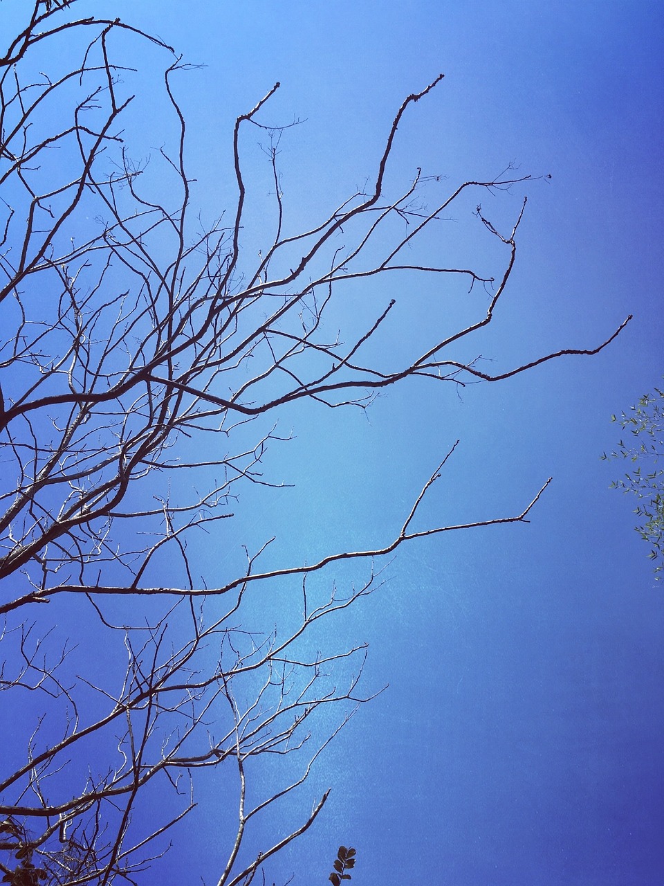 blue sky branch silhouette free photo